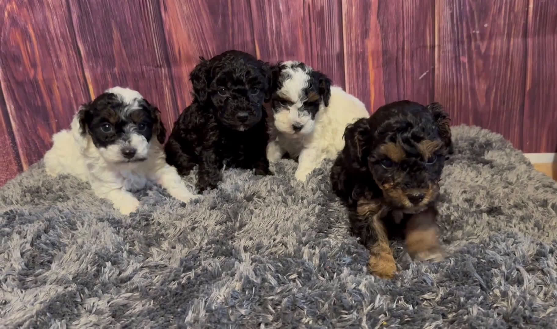 Miniature Poodle dogs for sale: Dottie - Video 1