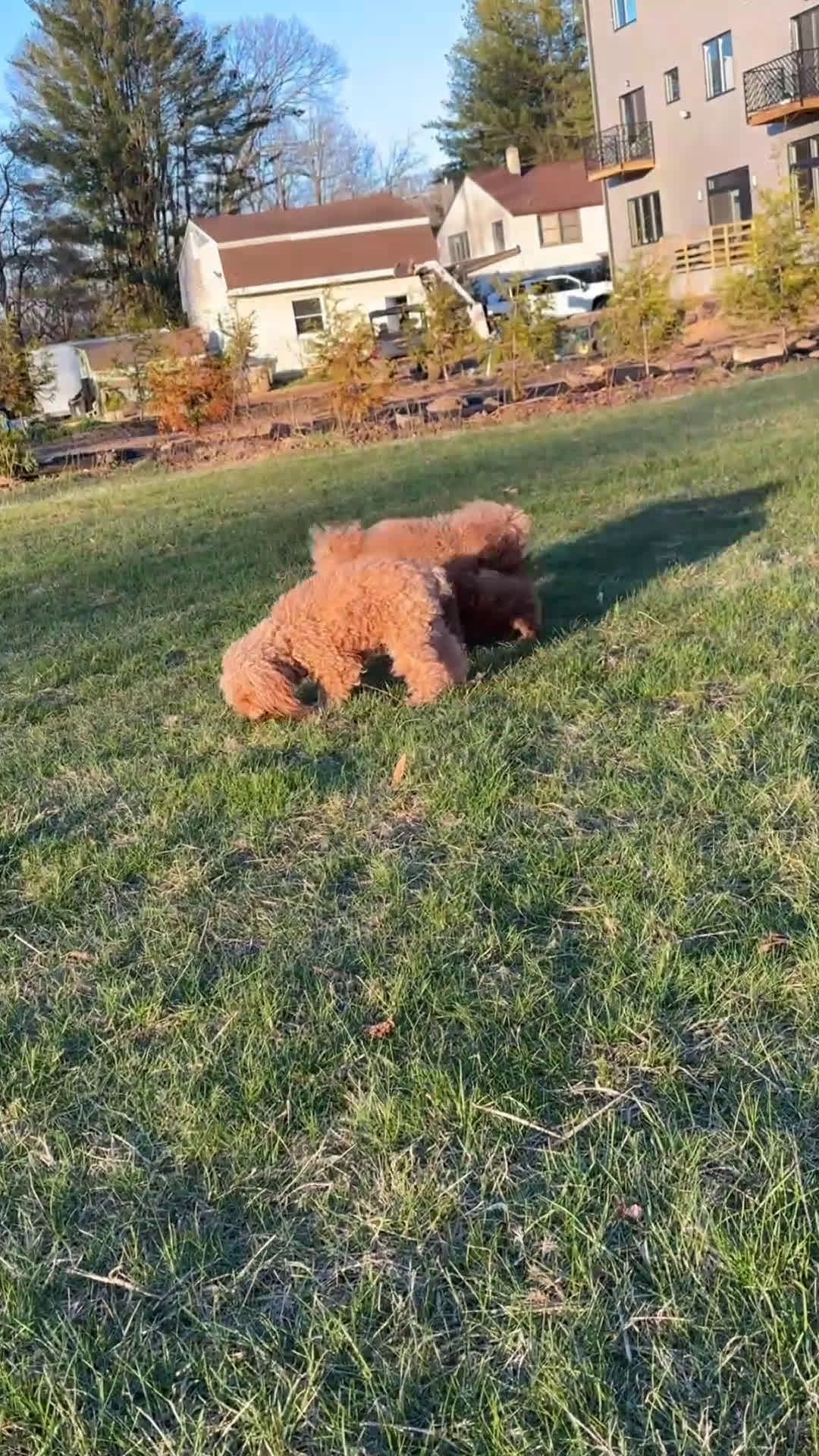 Miniature Poodle dogs for sale: Miniature Poodle Puppy 1 - Video 1