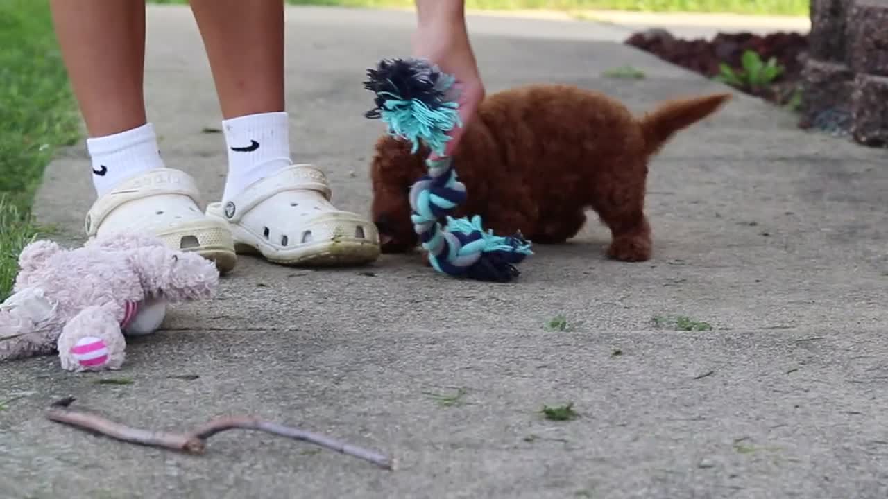 Miniature Poodle dogs for sale: Jance - Video 1