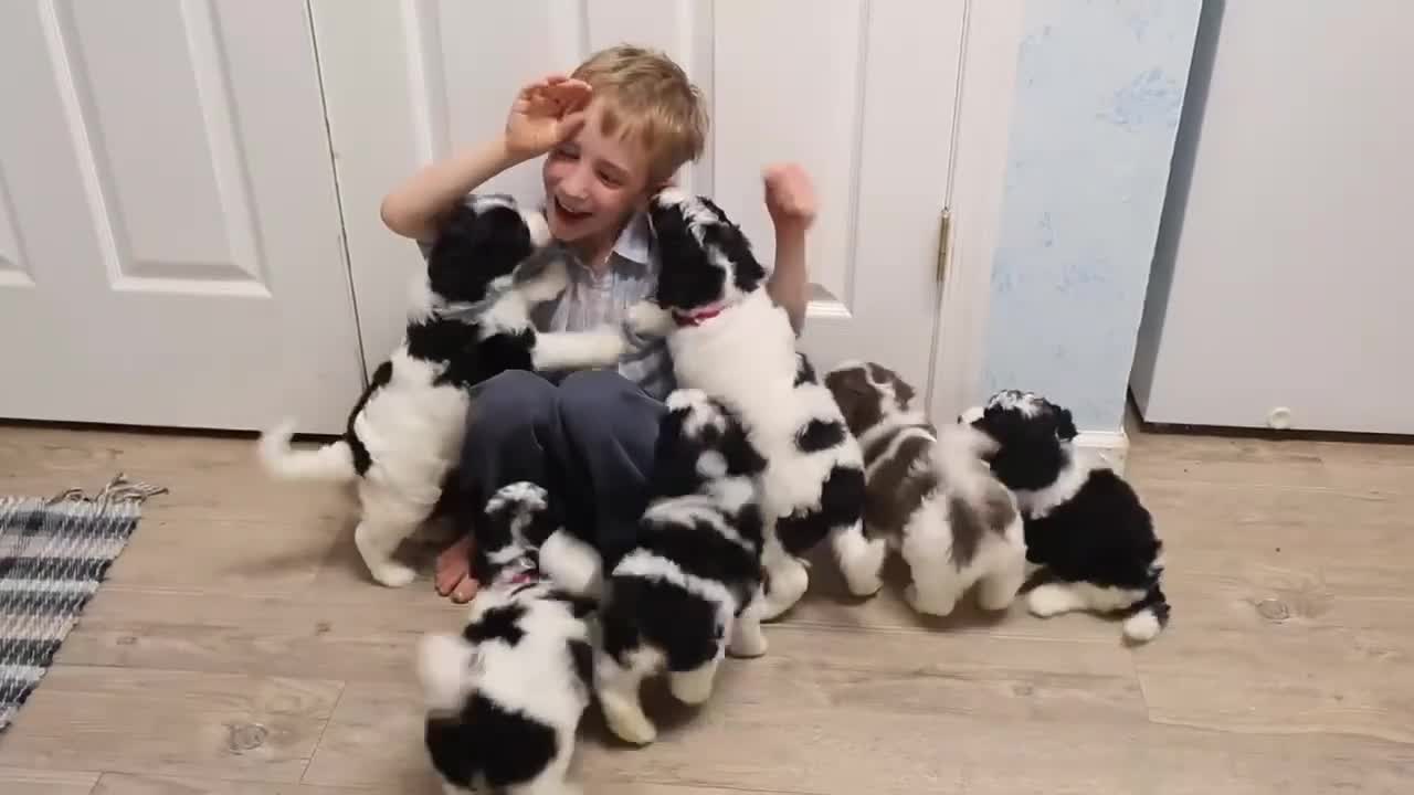 Mini Goldendoodle dogs for sale: Renee - Video 1