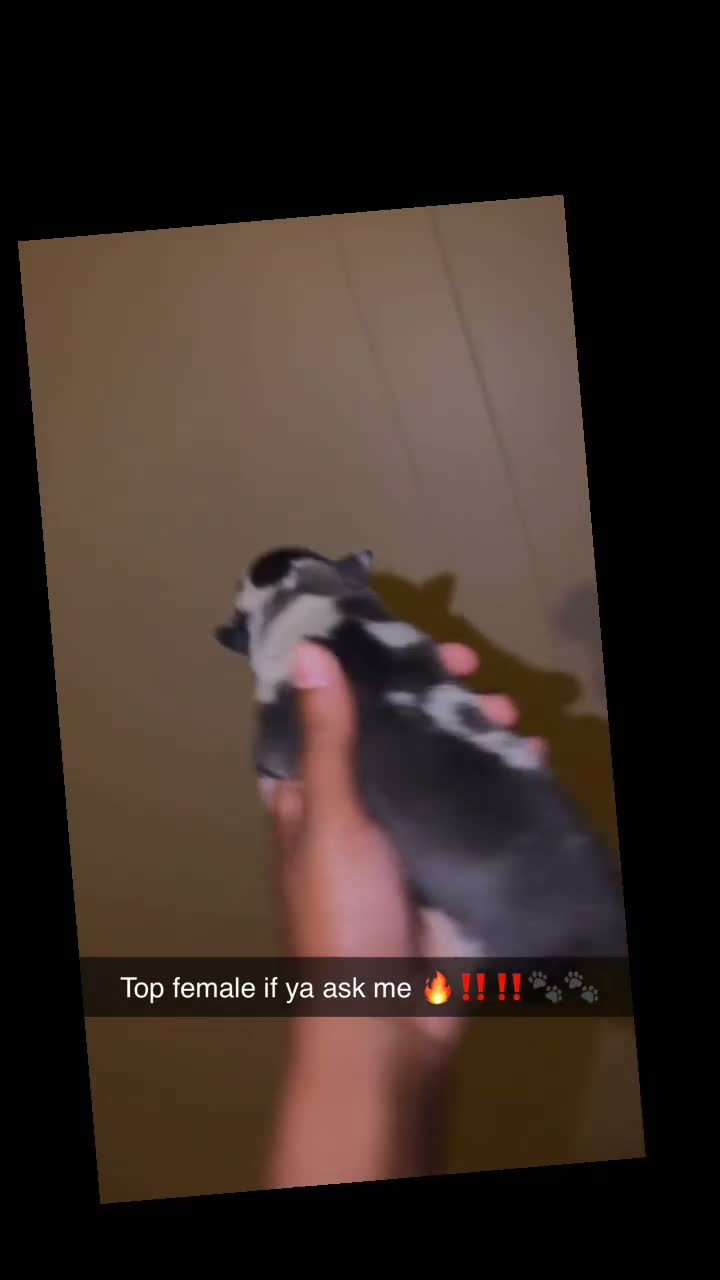 American Bully dogs for sale: American Bully 1 - Video 2