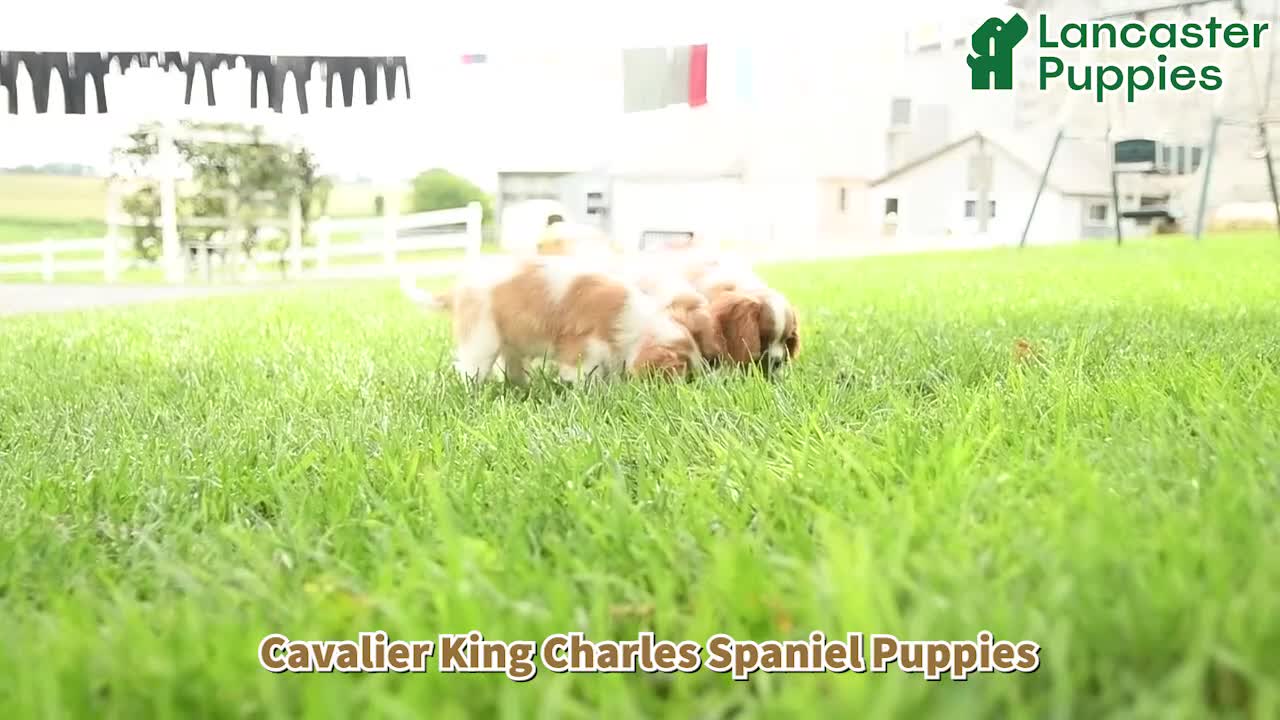 Cavalier King Charles Spaniel dogs for sale: Aggie - Video 1