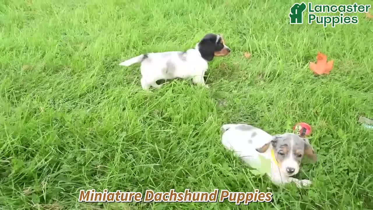 Miniature Dachshund dogs for sale: Odette - Video 1