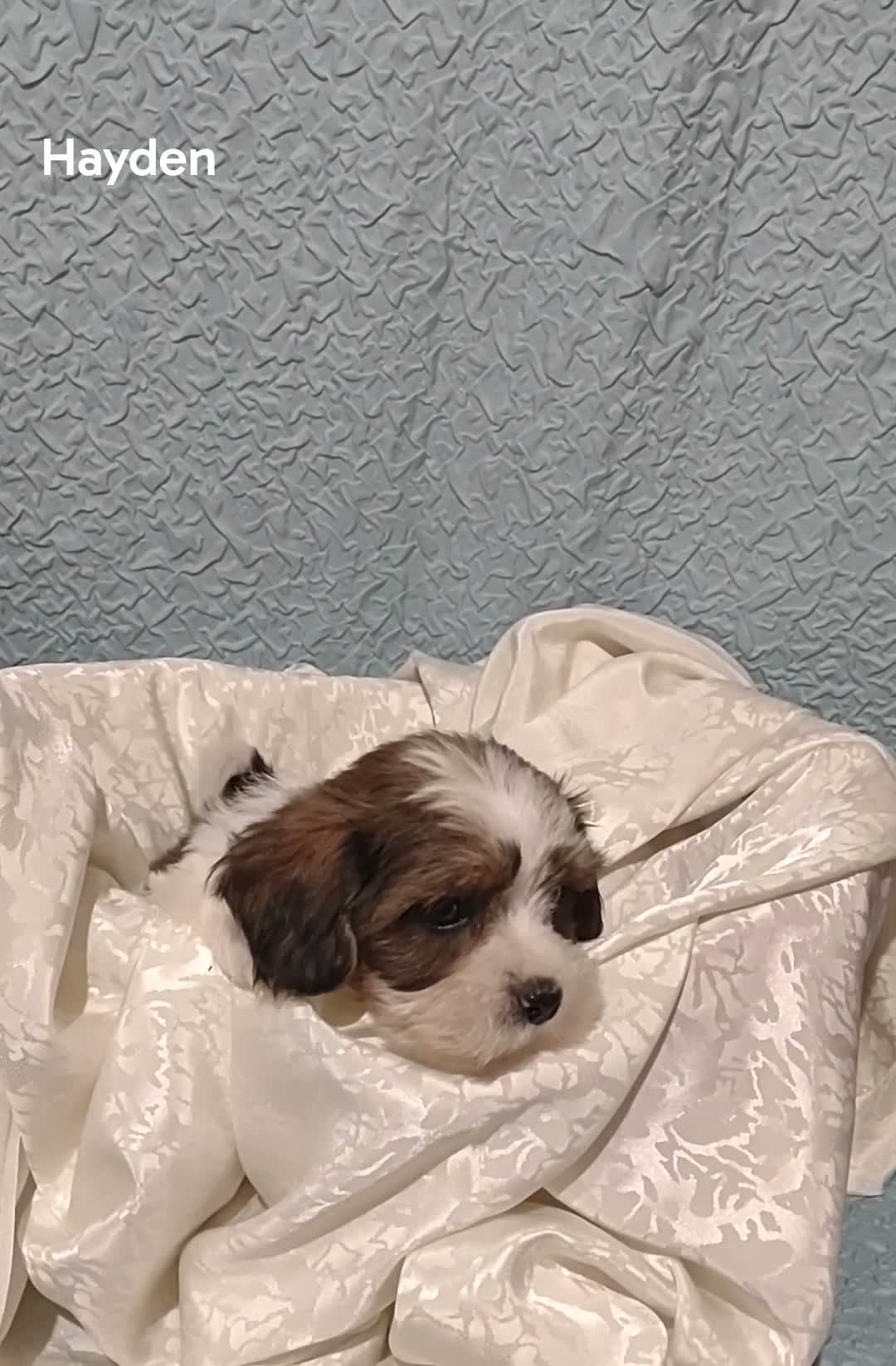 Mixed Breed dogs for sale: Mixed Breed 1 Hayden  - Video 1