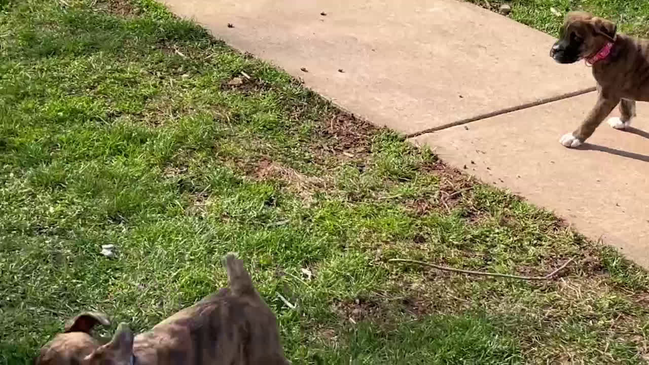 Mixed Breed dogs for sale: Archie - Video 1