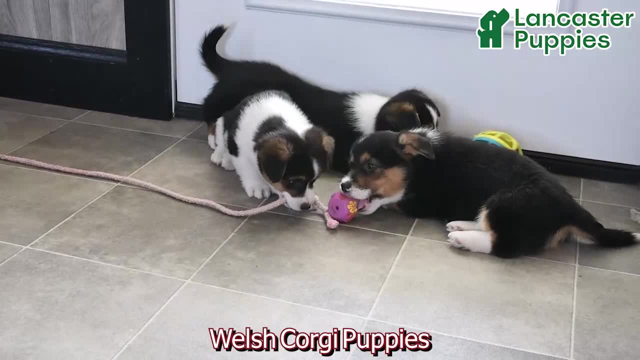 Welsh Corgi Pembroke dogs for sale: Samson - Video 1