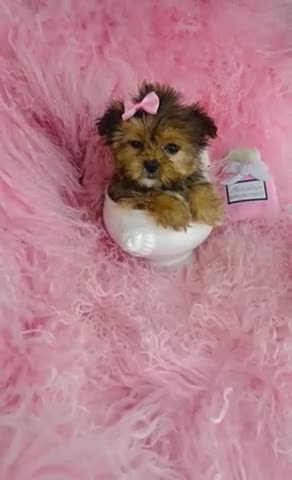 Mixed Breed dogs for sale: Mixed Breed Puppy 1 - Video 2