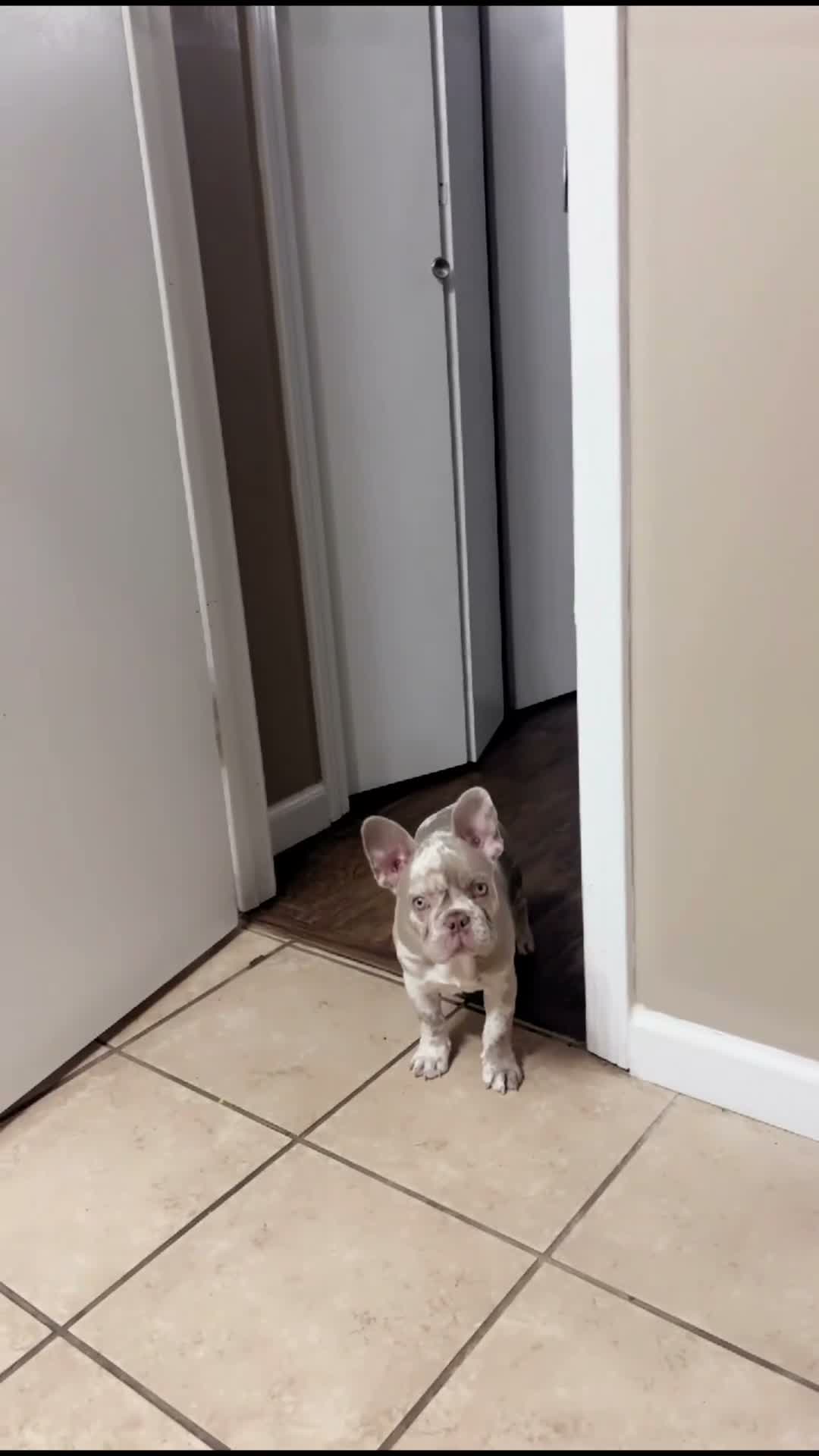 French Bulldog dogs for sale: French Bulldog 2 - Video 1