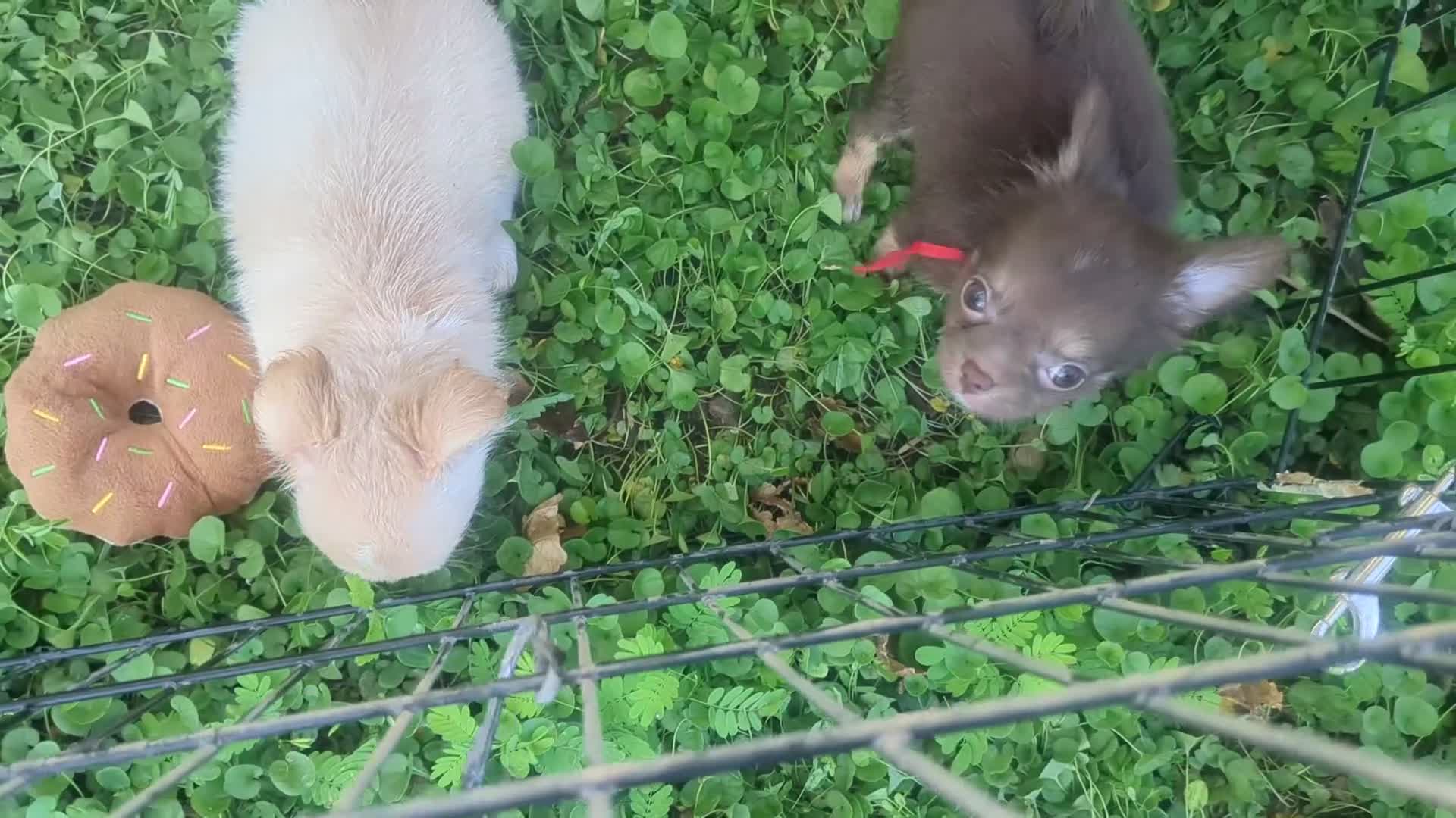Chihuahua dogs for sale: Cherry LC Apple Head Female Chihuahua  - Video 2