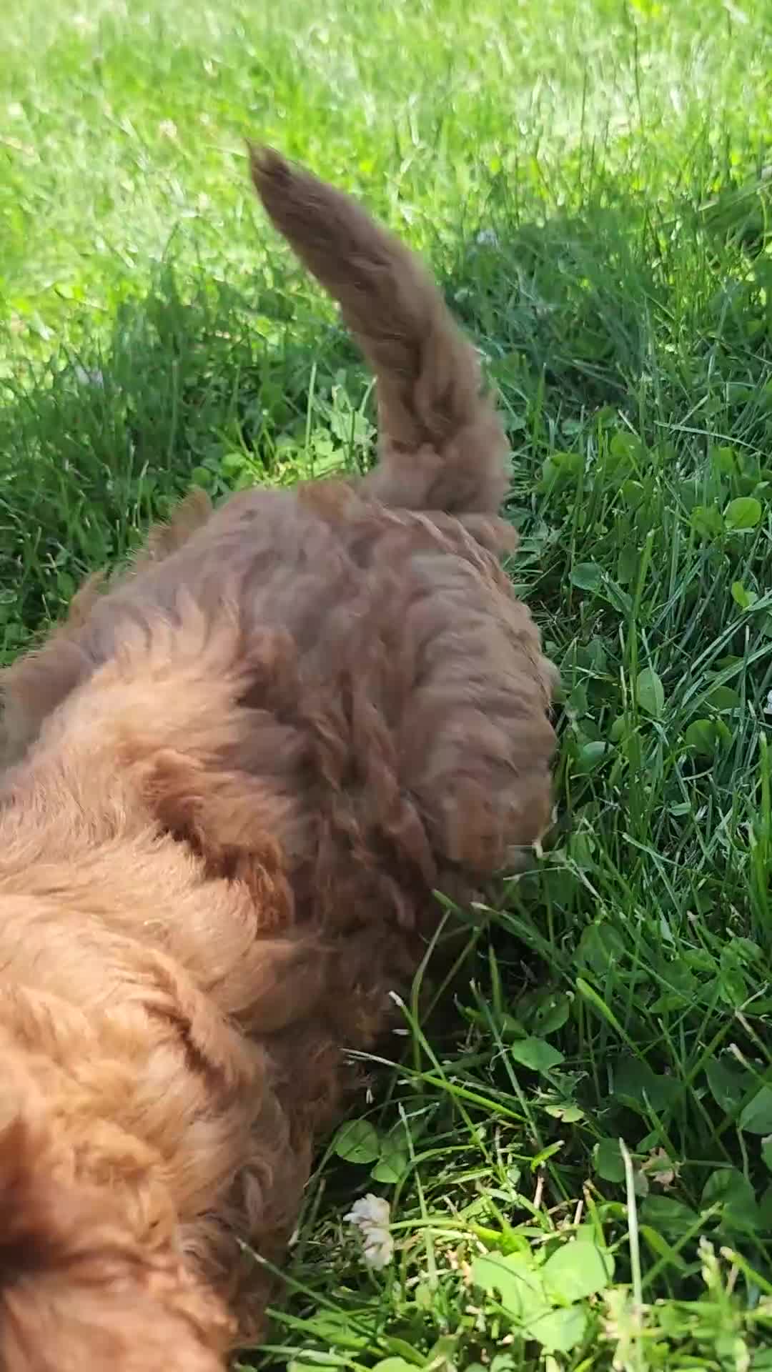 Miniature Poodle dogs for sale: Tulip  - Video 6