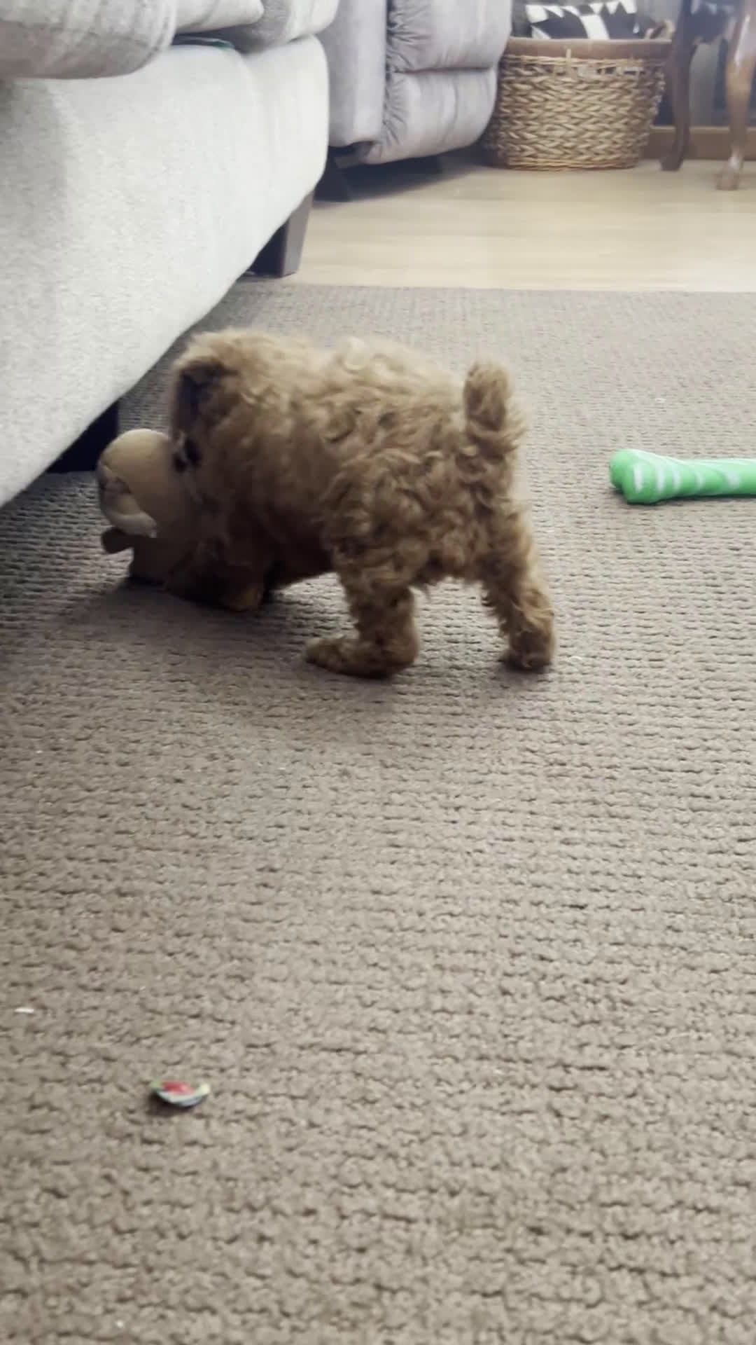 Toy Poodle dogs for sale: Chloe - Video 1