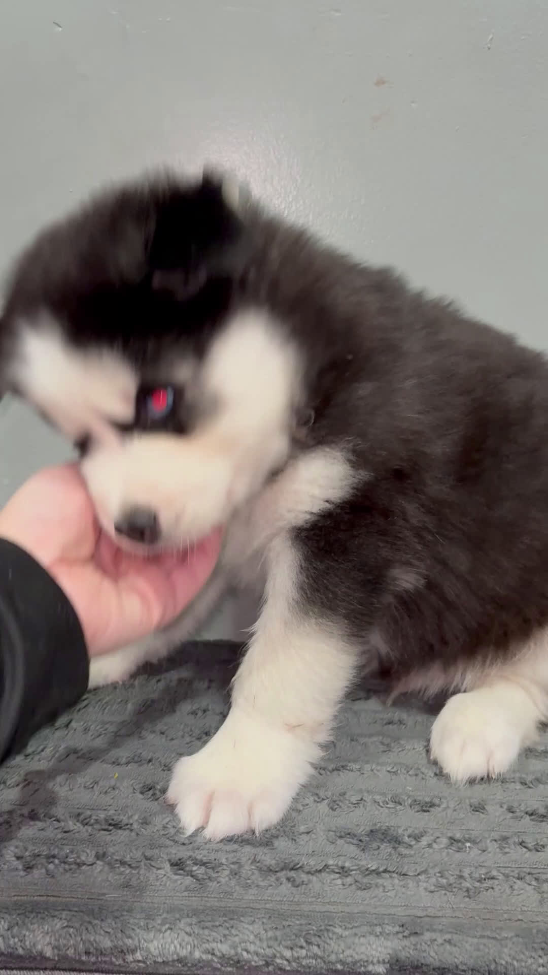 Siberian Husky dogs for sale: Siberian Husky Puppy 1 - Video 1