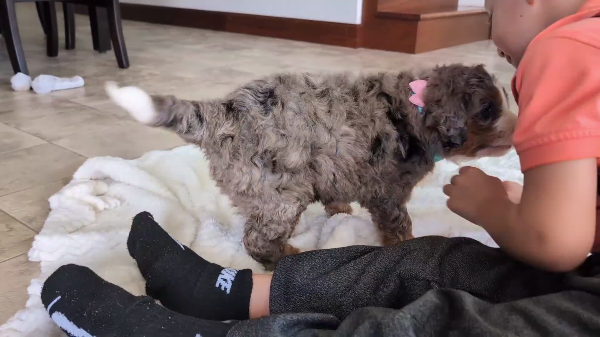 Mini Bernedoodle dogs for sale: Mini Baker  - Video 1