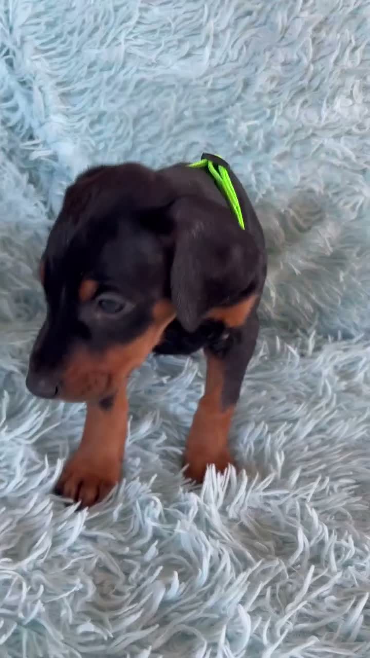 Doberman Pinscher dogs for sale: Doberman Pinscher 4 - Video 1