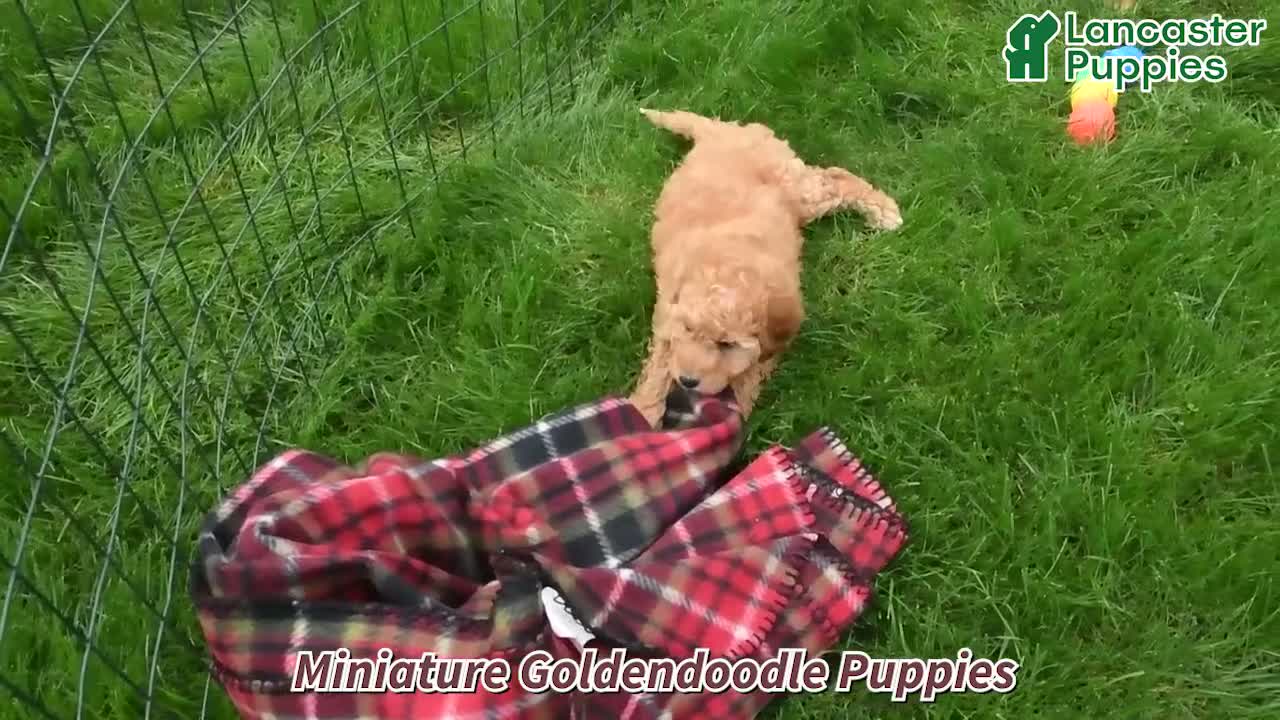 Mini Goldendoodle dogs for sale: Stella - Video 1