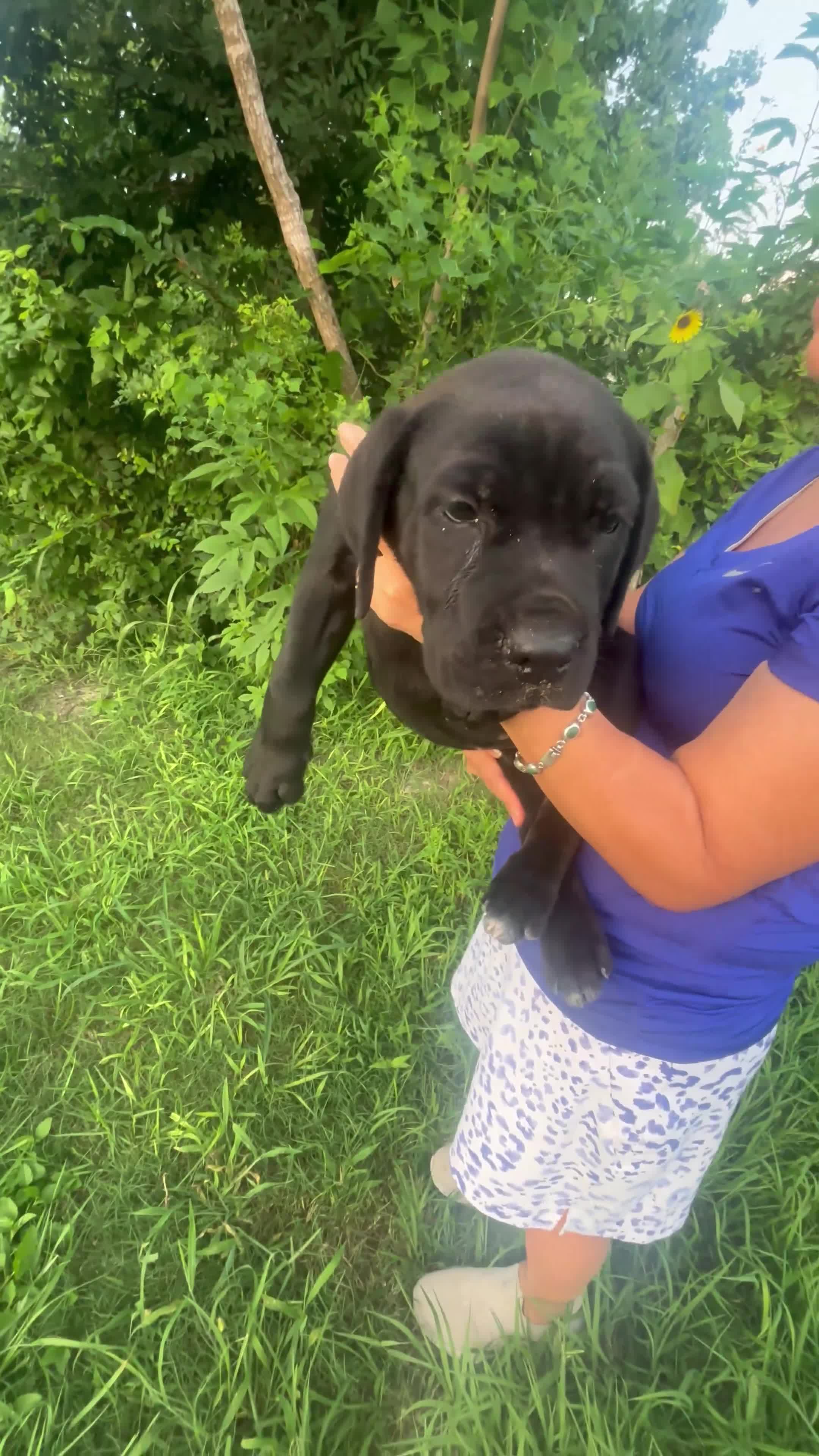 Cane Corso dogs for sale: Cane Corso 1 - Video 1