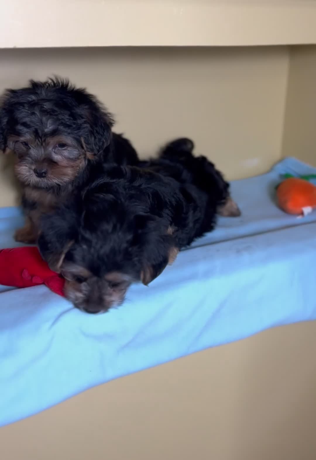 Shorkie dogs for sale: Boy - Video 2