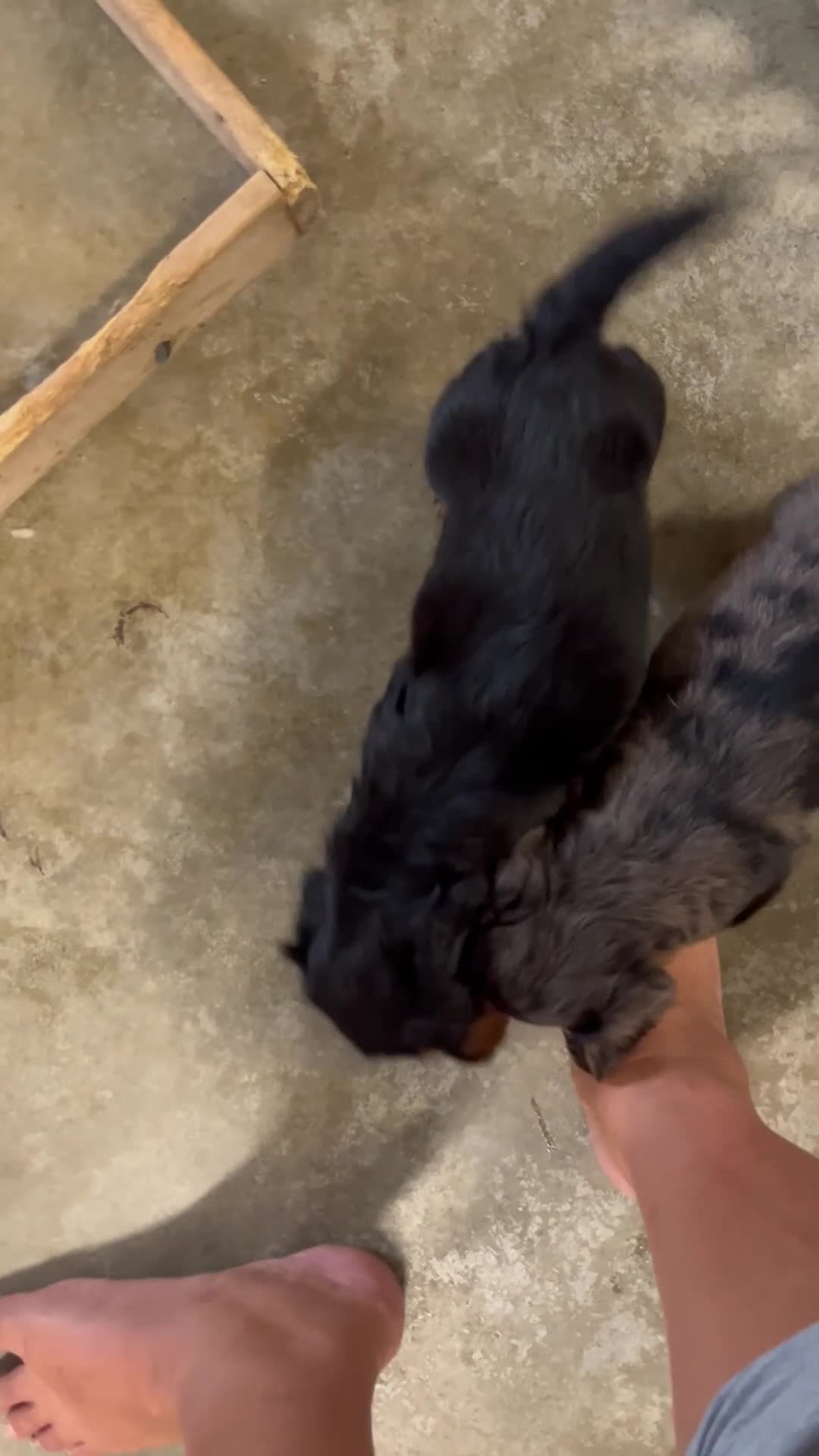 Miniature Dachshund dogs for sale: Rascal  - Video 1
