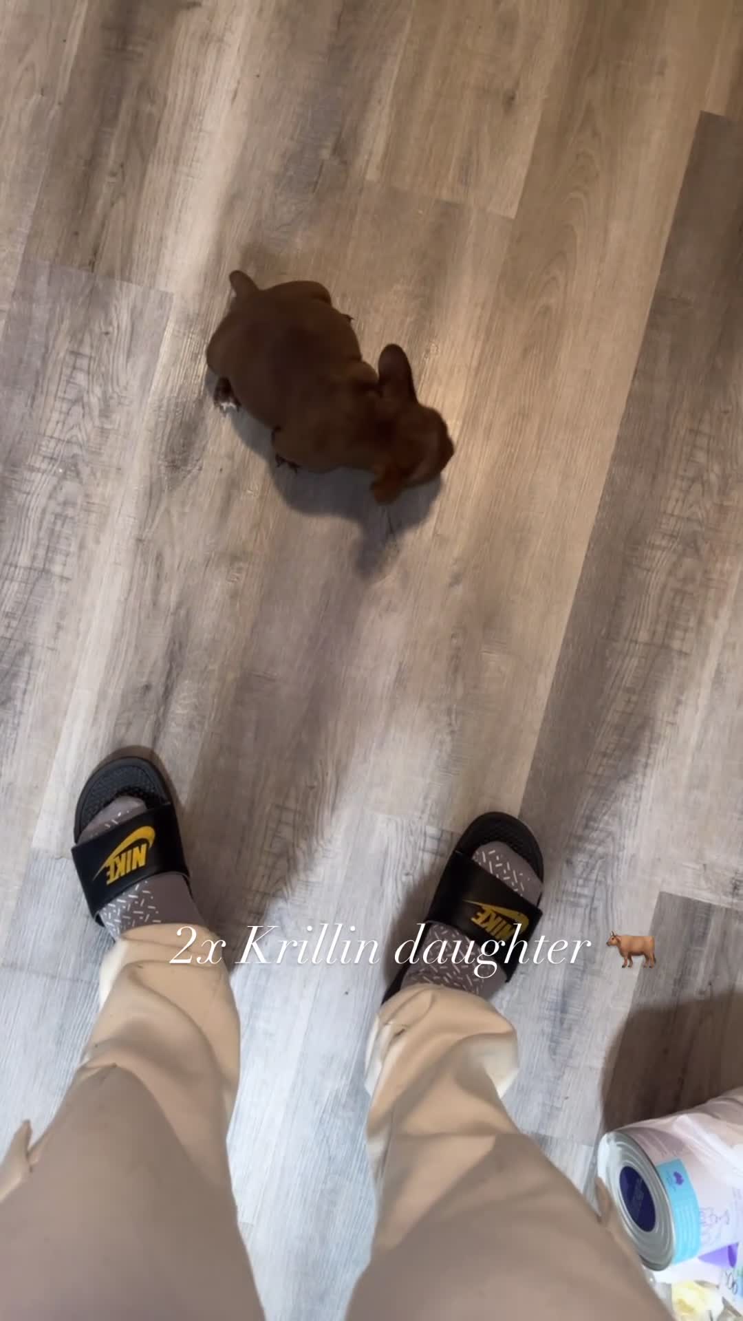 American Bully dogs for sale: Royalty - Video 3
