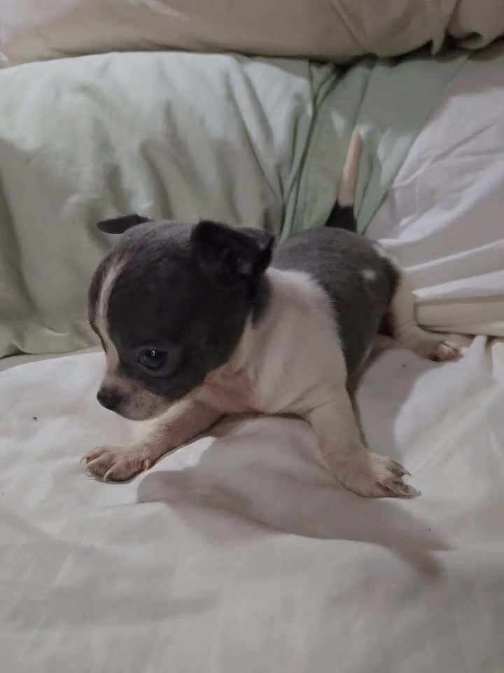 Chihuahua dogs for sale: Chihuahua 2 - Video 1