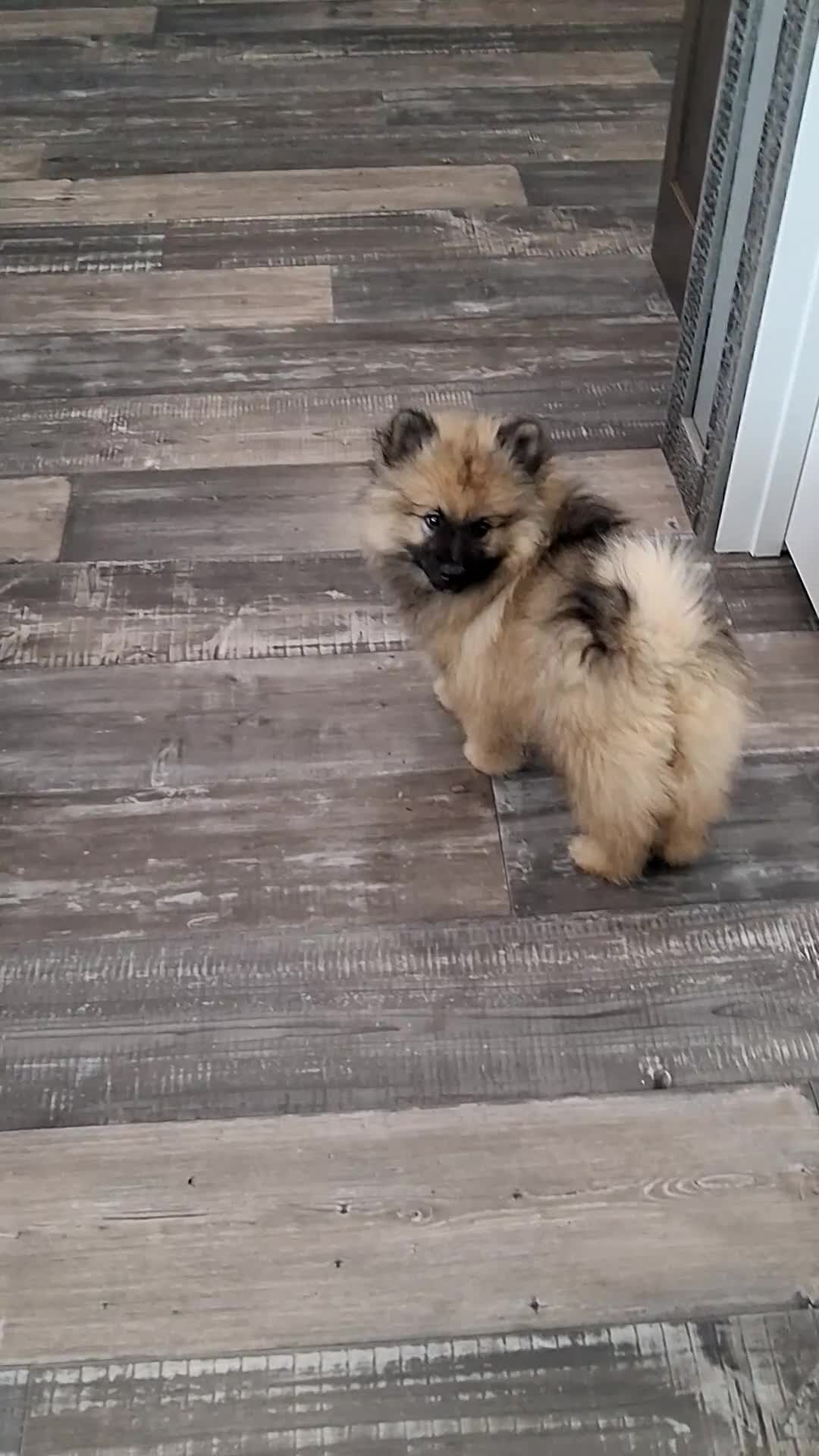 Keeshond dogs for sale: Callie - Video 1
