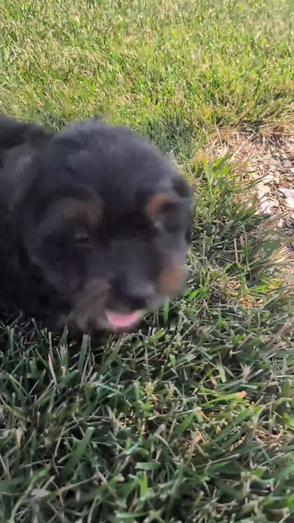Cockapoo dogs for sale: Harmony  - Video 1