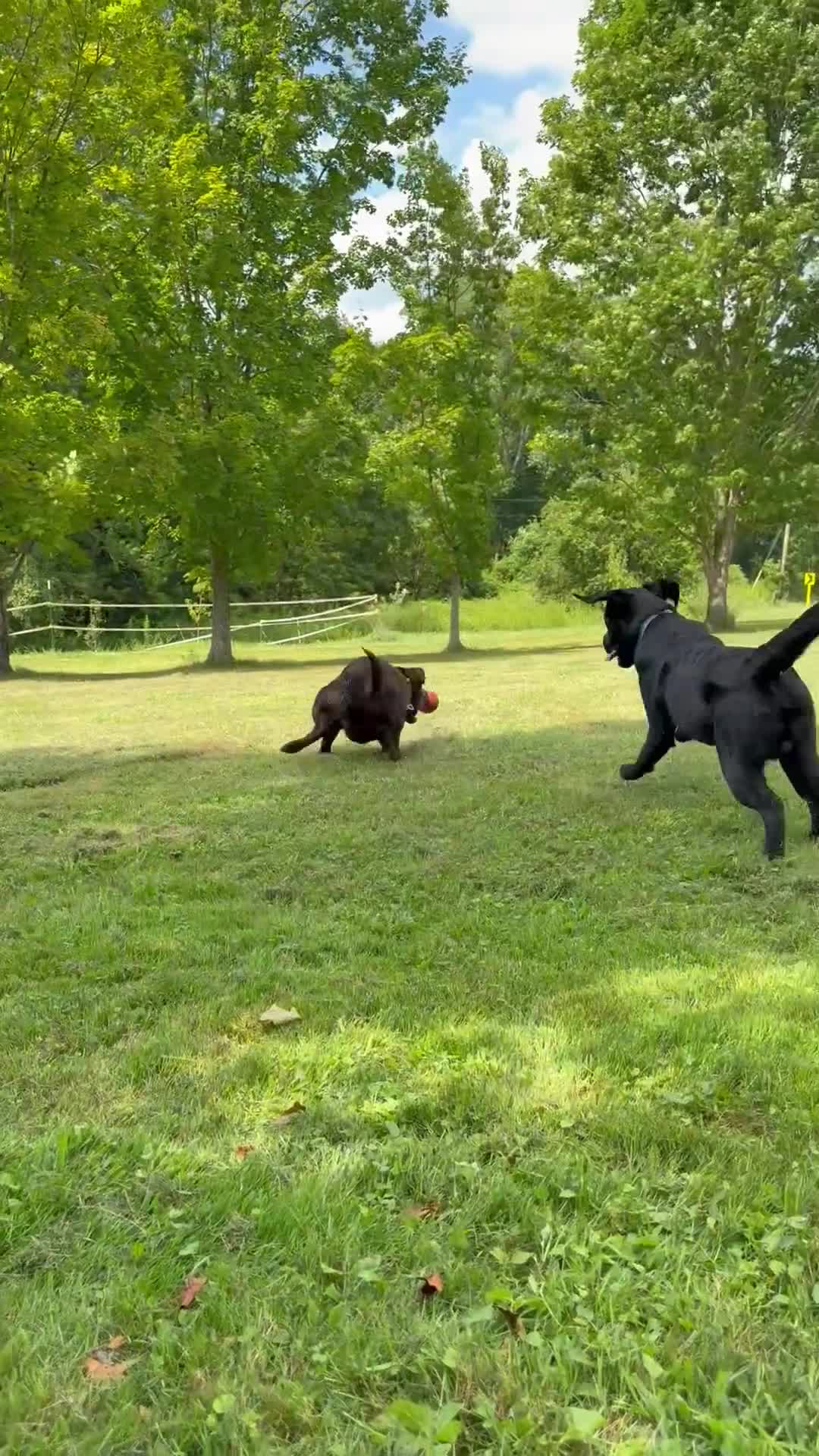Labrador Retriever dogs for sale: Labrador Retriever Puppy 9 - Video 1