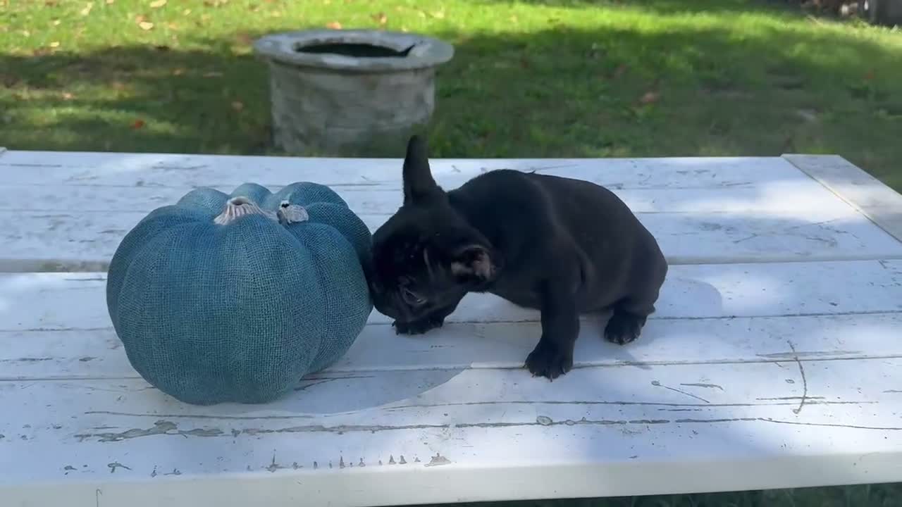 French Bulldog dogs for sale: Bella - Video 1
