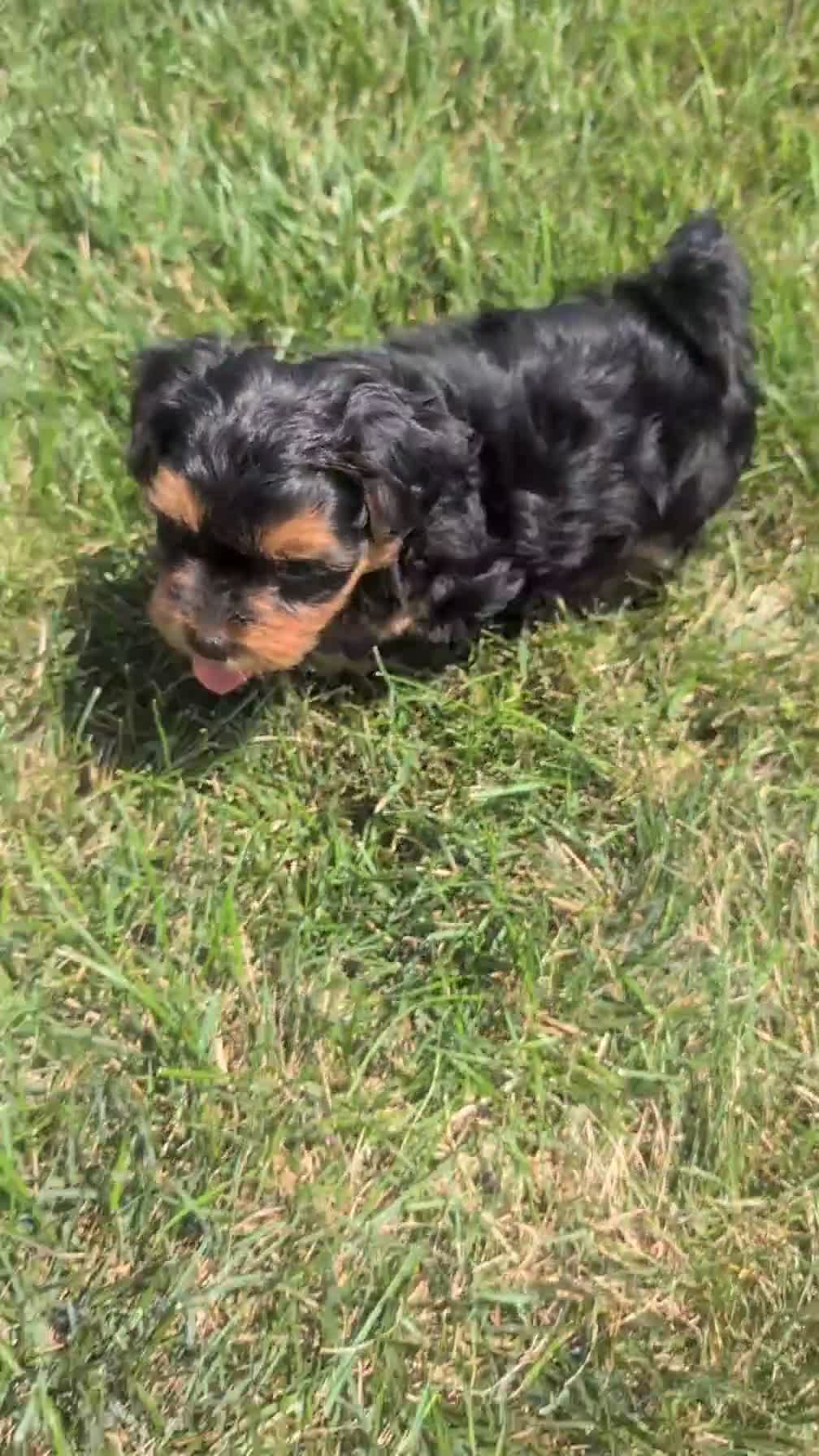 Yorkiepoo dogs for sale: Zane - Video 1