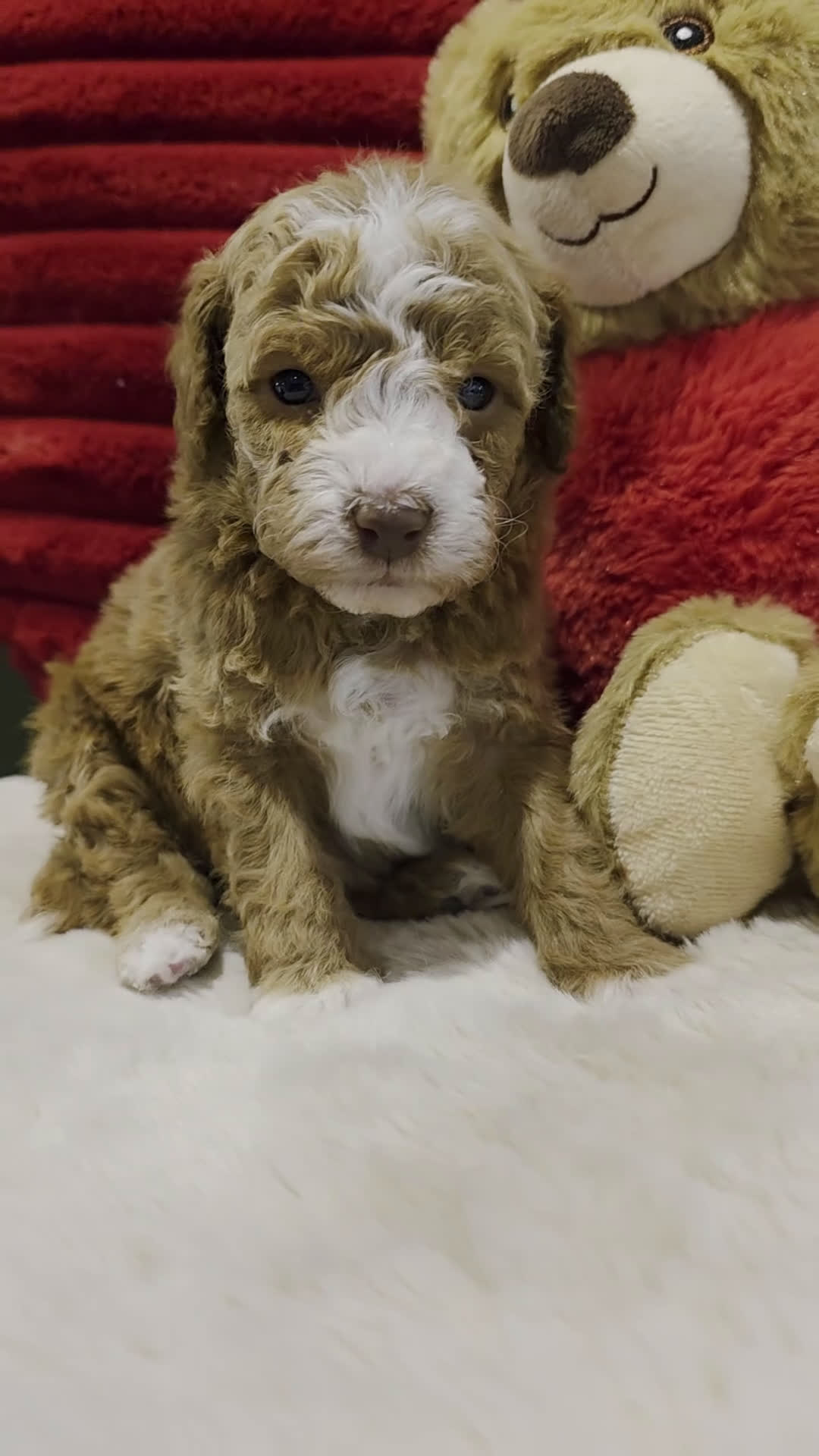 Mini Goldendoodle dogs for sale: Toby - Video 1