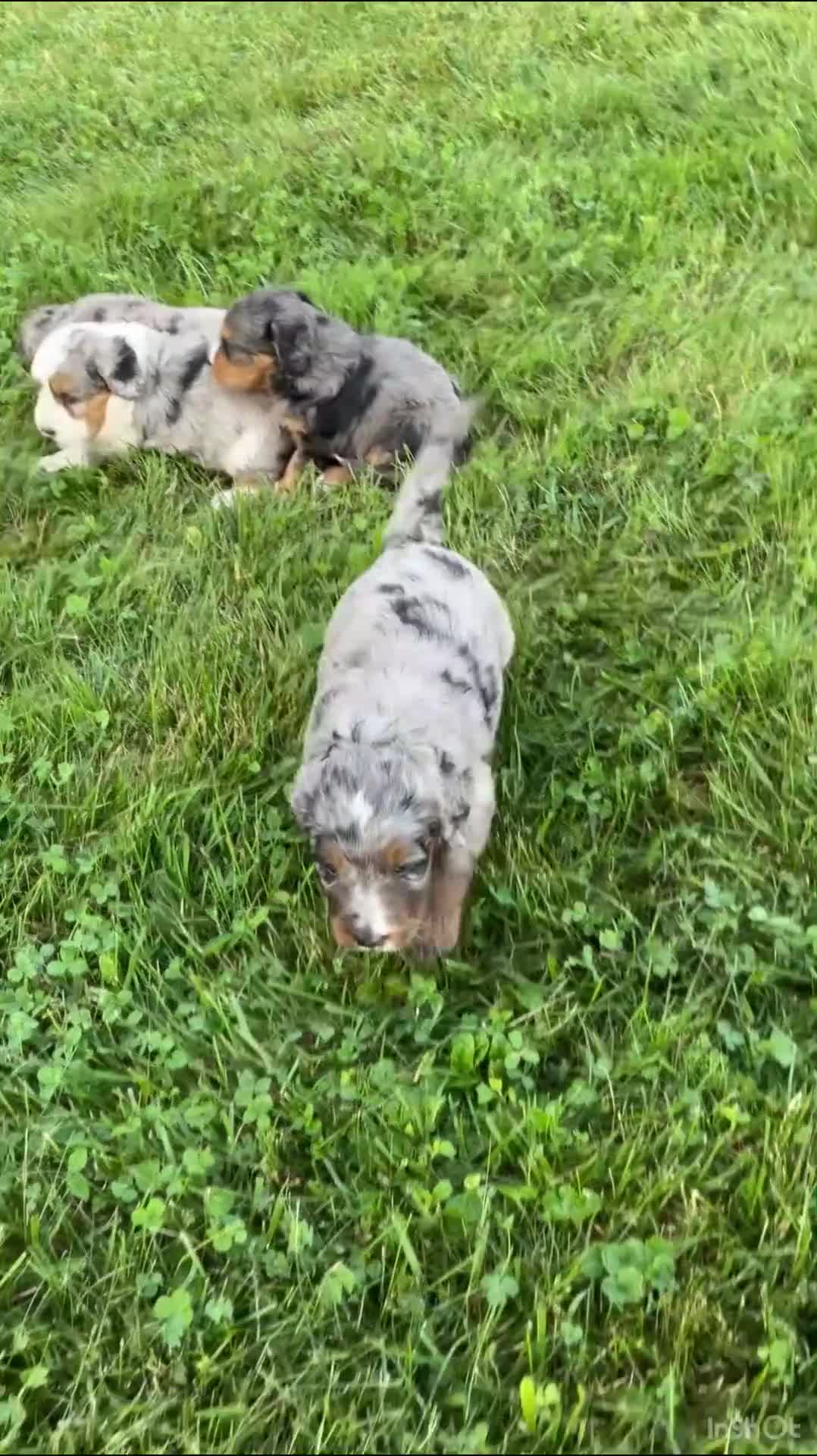 Mini Bernedoodle dogs for sale: Cody - Video 1