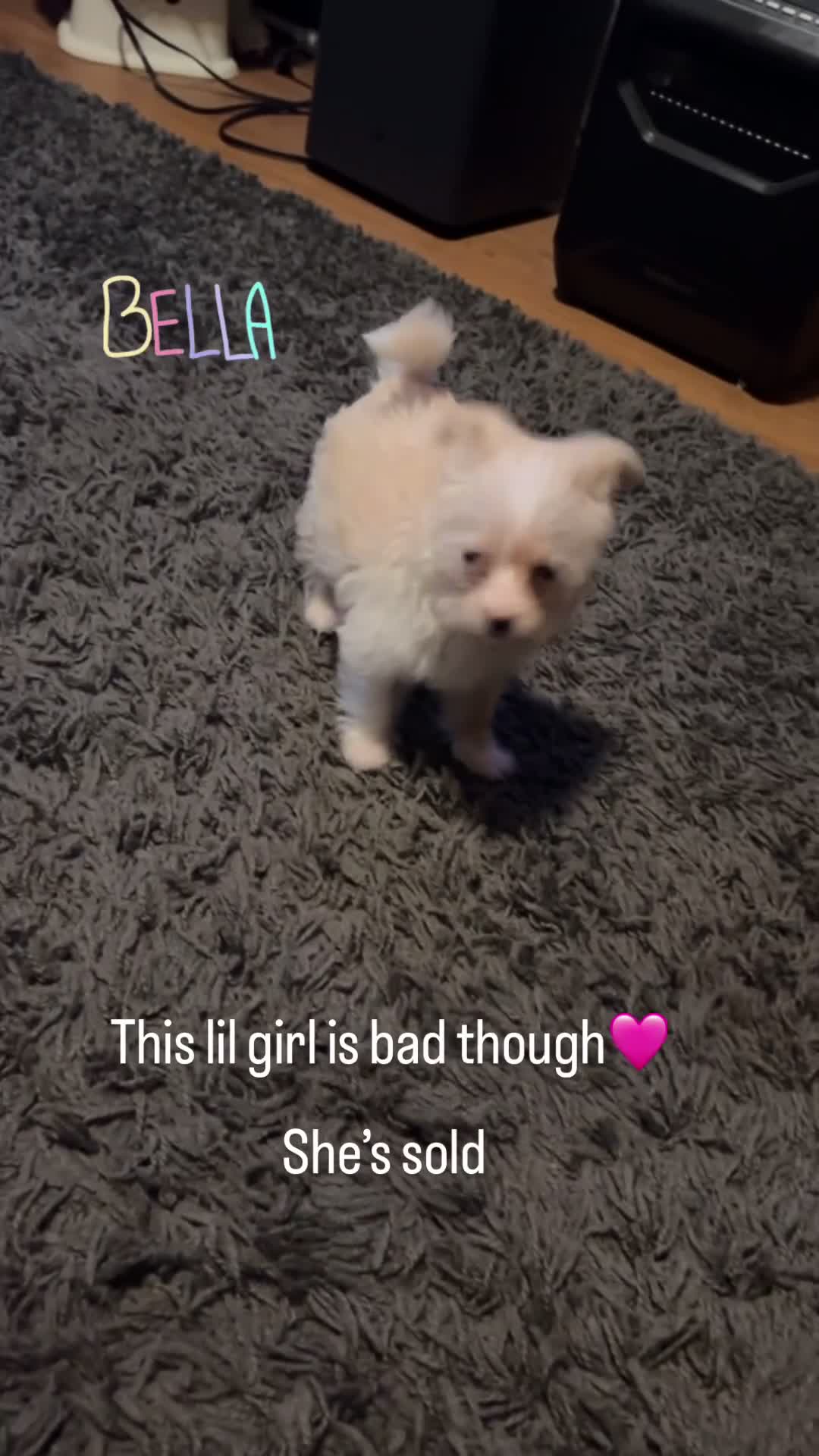 Mixed Breed dogs for sale: Bella - Video 1