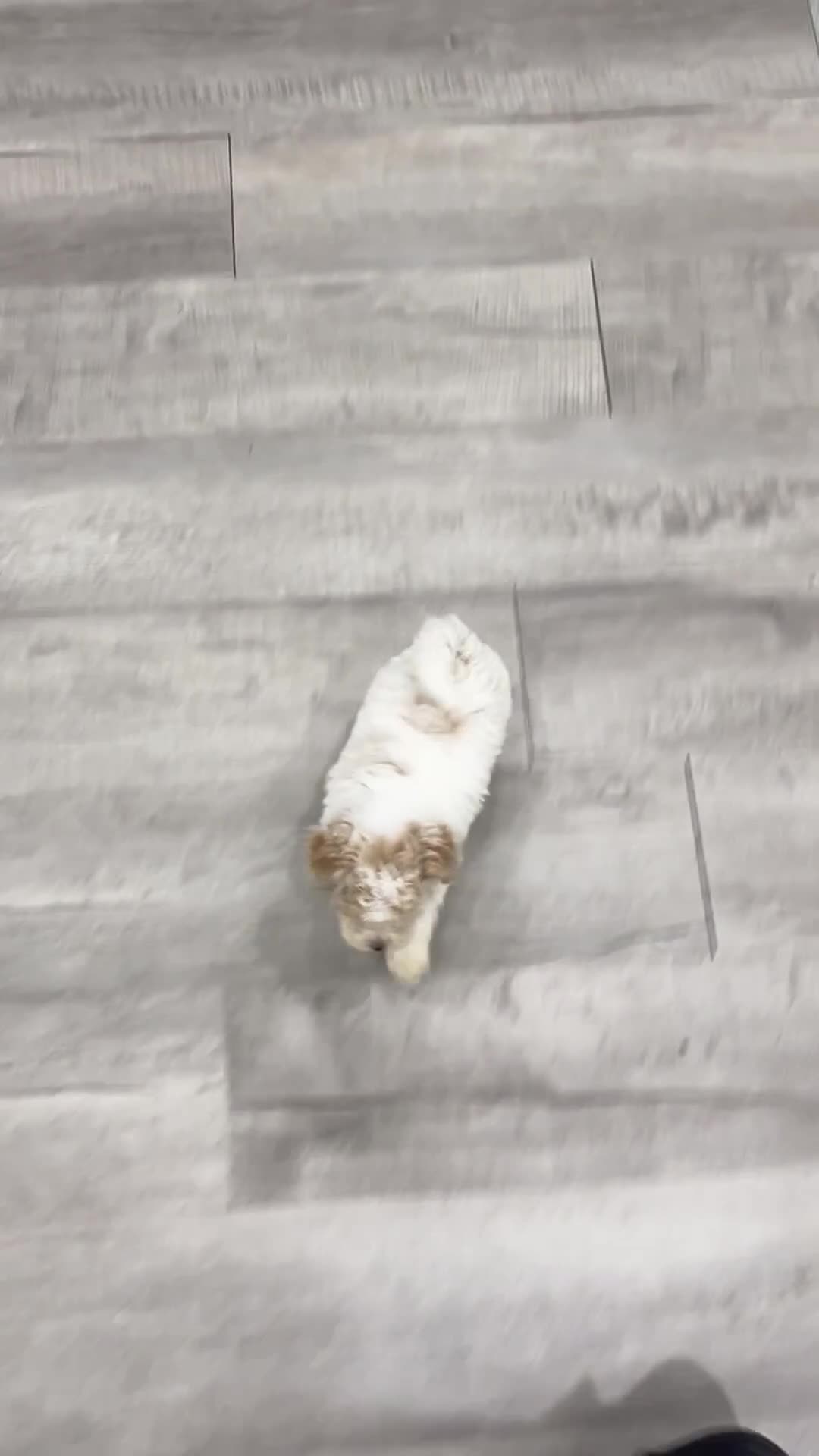 Toy Poodle dogs for sale: Bo - Video 1