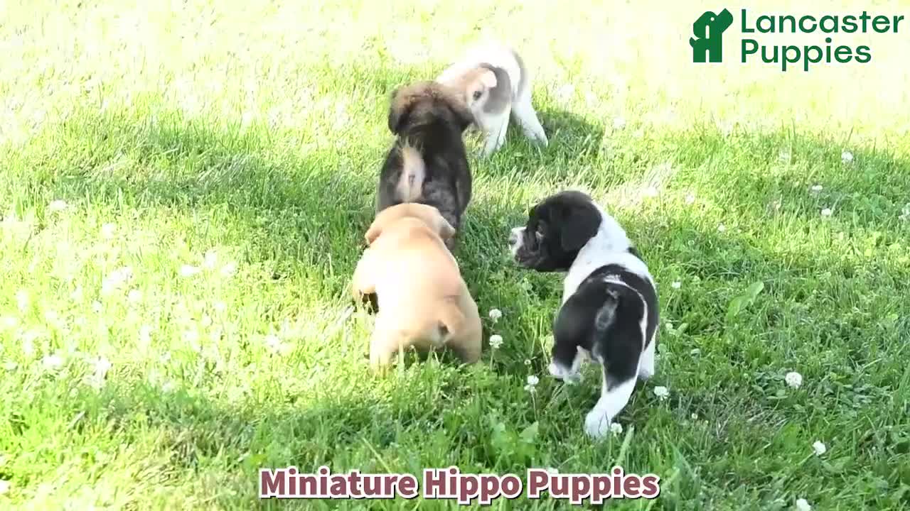 Mini Hippo dogs for sale: Chloe - Video 1