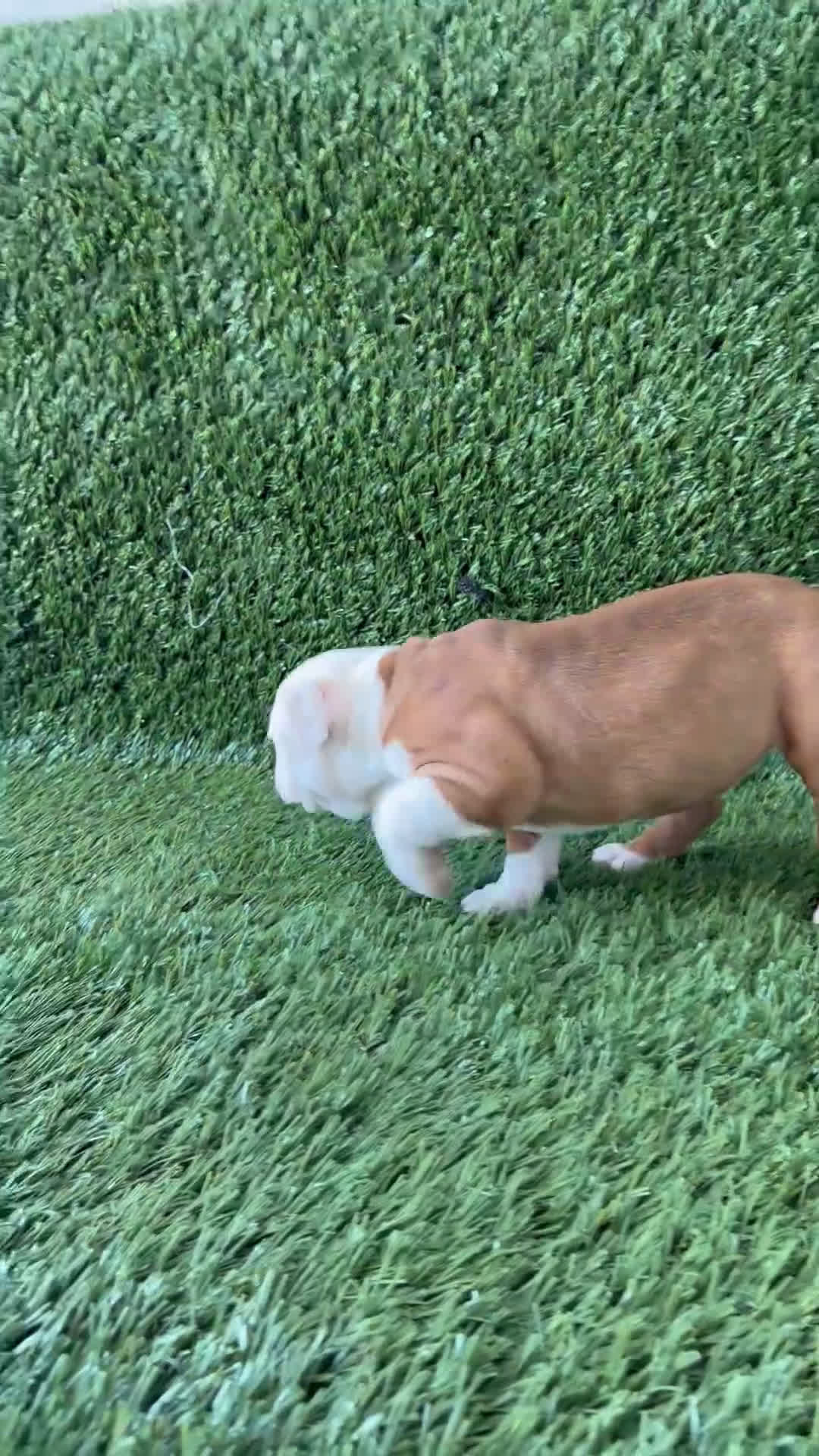 Olde English Bulldogge dogs for sale: Millie - Video 1