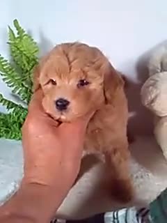 Bichpoo dogs for sale: Joey - Video 1