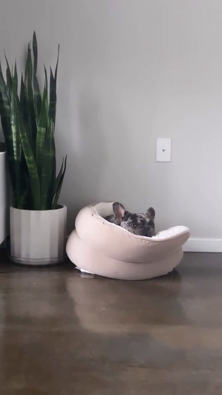 French Bulldog dogs for stud: stud fee - Video 1