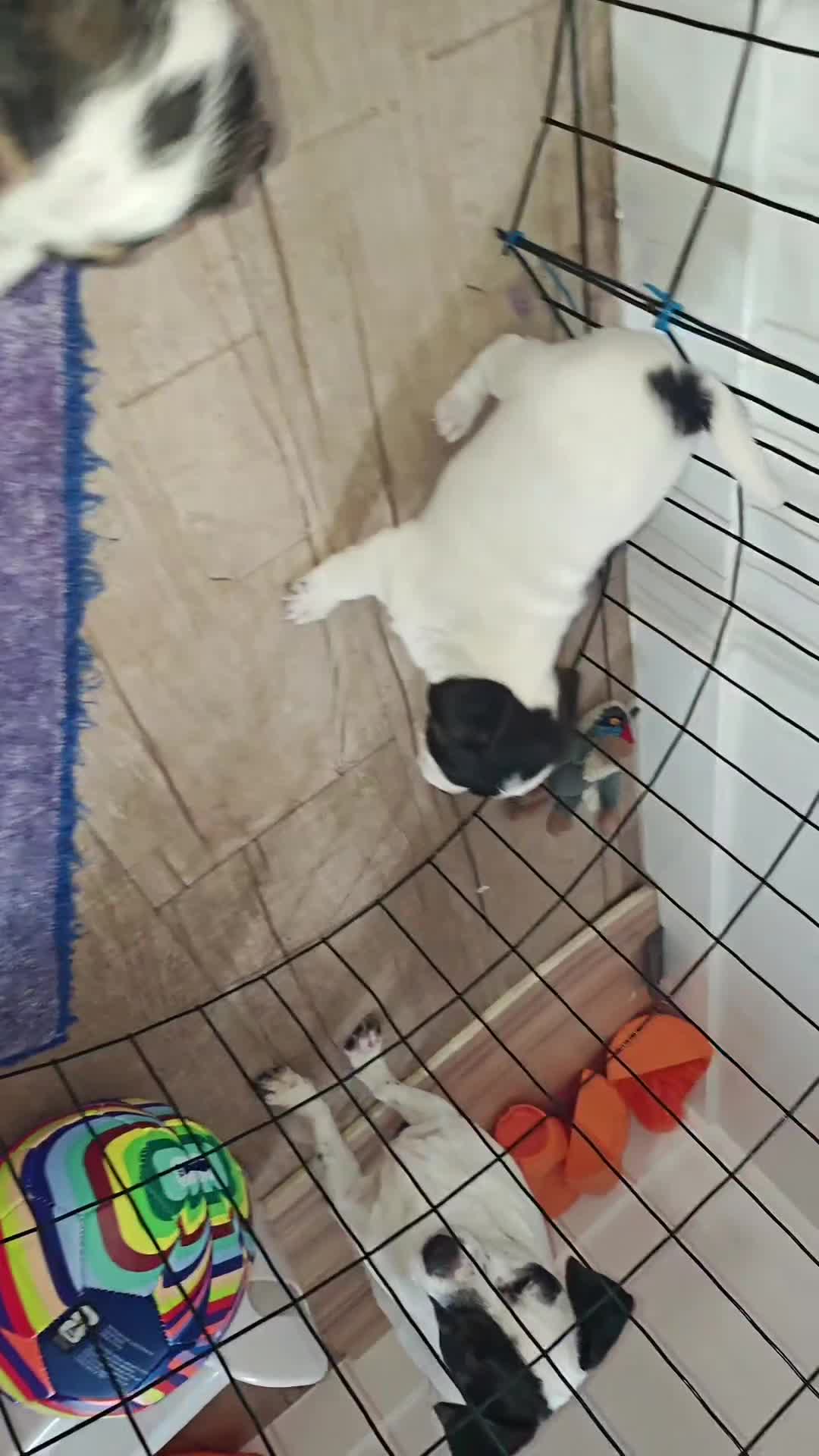 Jack Russell Terrier dogs for sale: Jack Russell Terrier 5 - Video 2