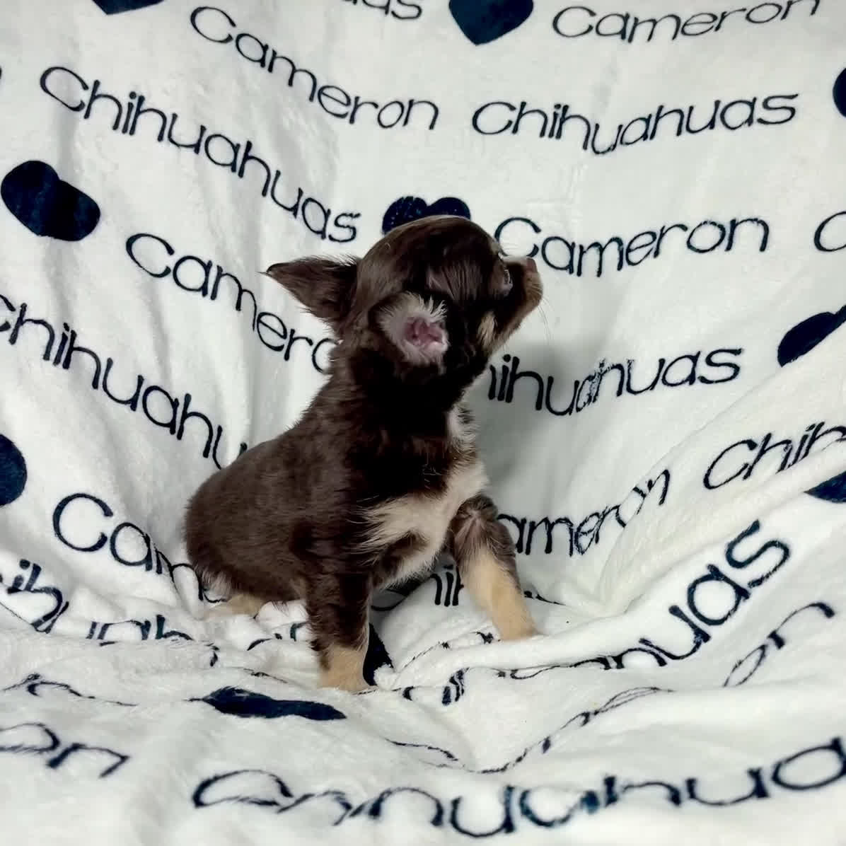 Chihuahua dogs for sale: Addison Chocolate Tri LC - Video 1
