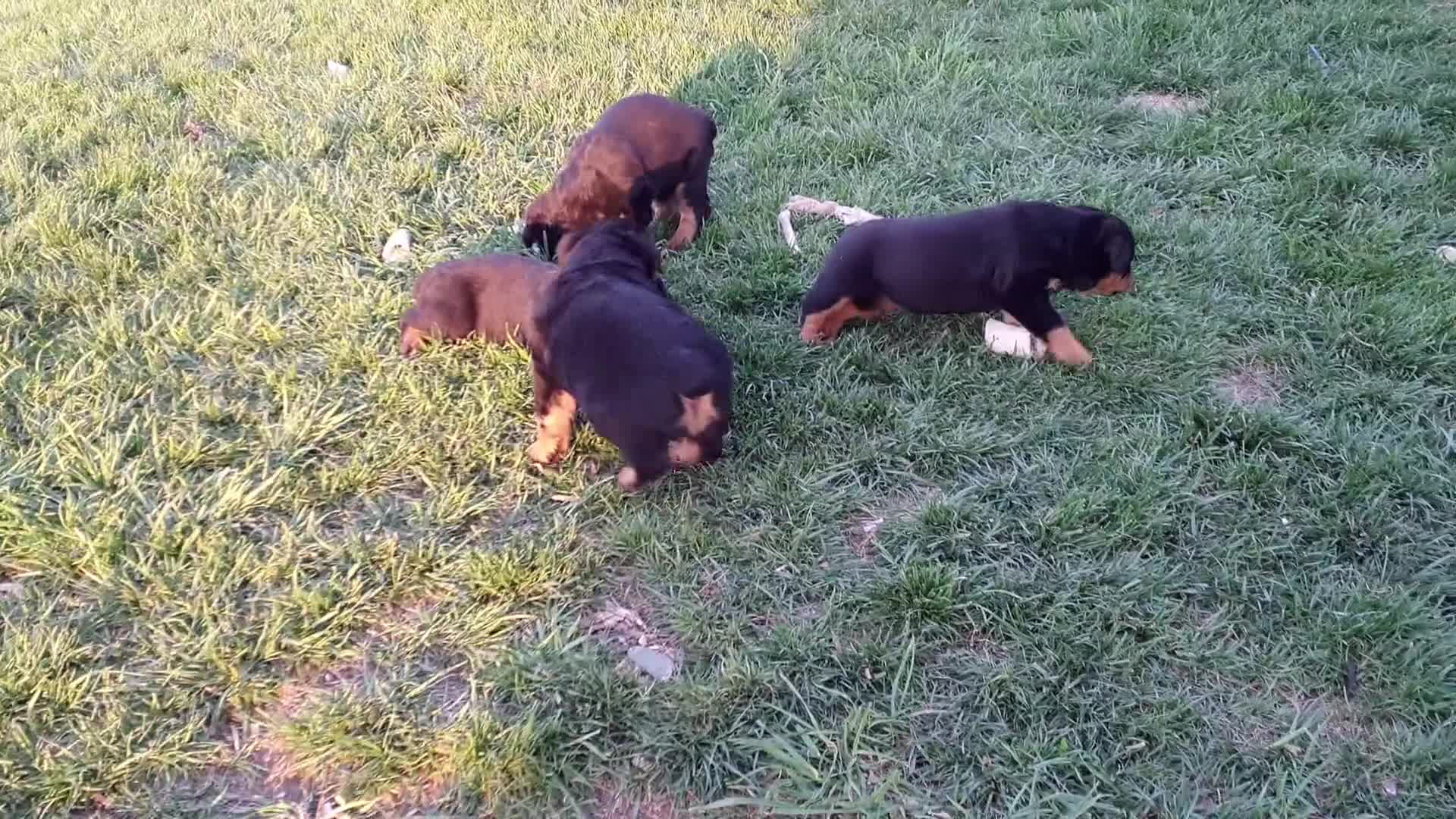 Rottweiler dogs for sale: AKC Daisy RESERVED! - Video 1