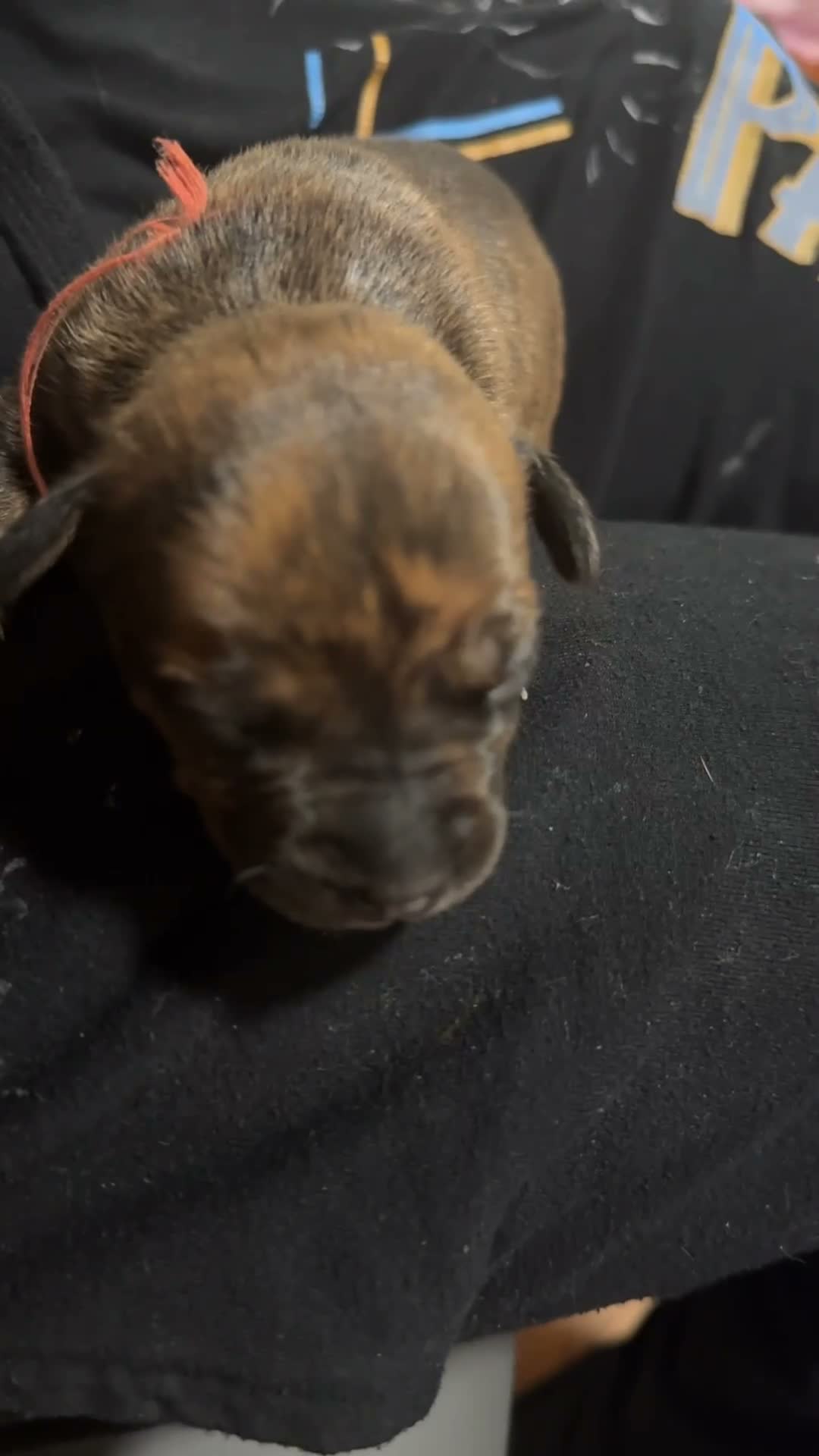 Mixed Breed dogs for sale: Mixed Breed 1 - Video 2