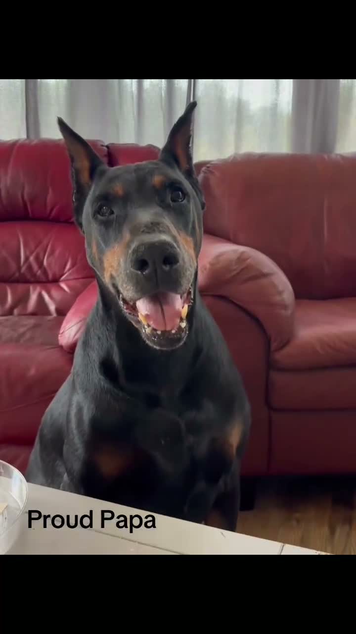 Doberman Pinscher dogs for sale: Doberman Pinscher 3 - Video 2