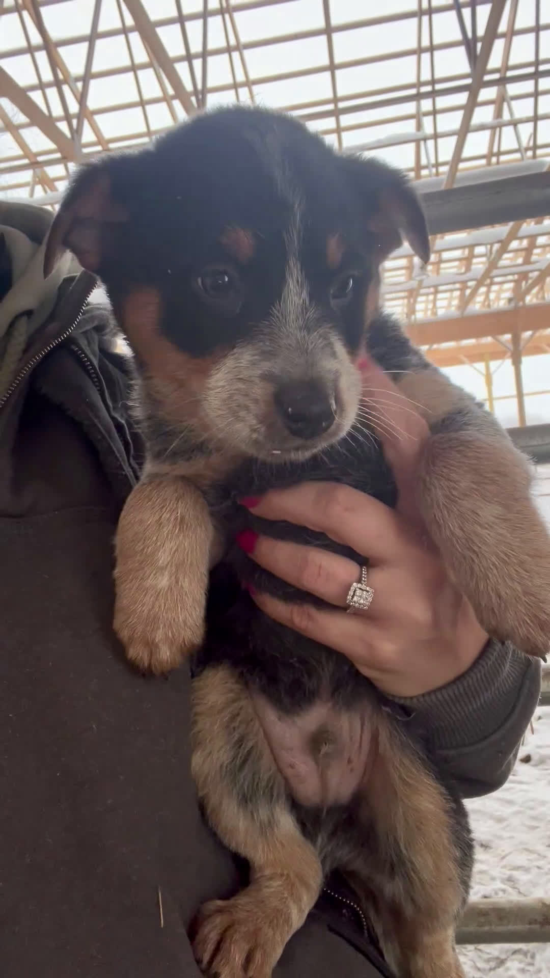 Australian Cattle Dog dogs for sale: Bubba - Video 1