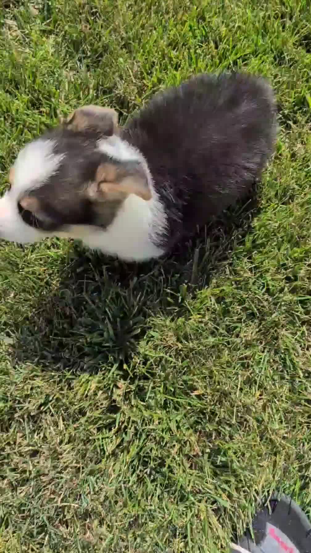 Welsh Corgi Pembroke dogs for sale: Liam  - Video 1