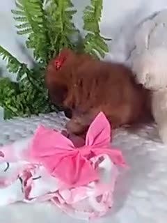 Yochon dogs for sale: Ginger  - Video 1