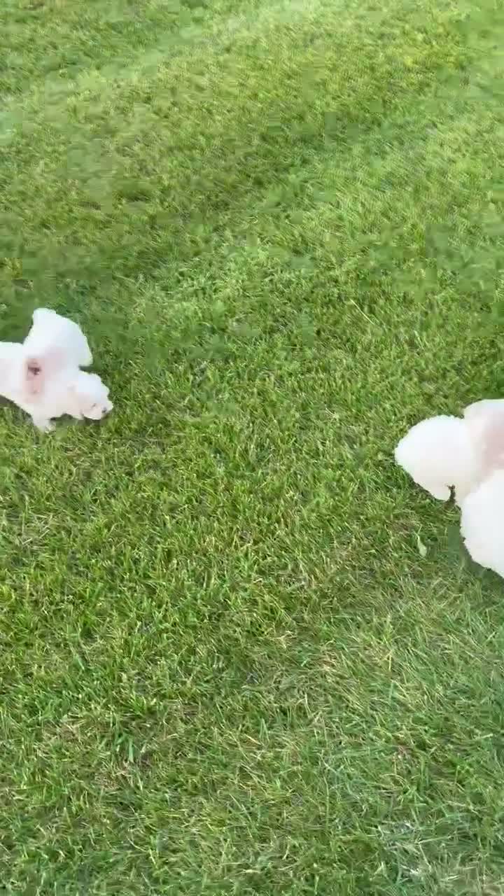 Maltipoo dogs for sale: Murphy - Video 1