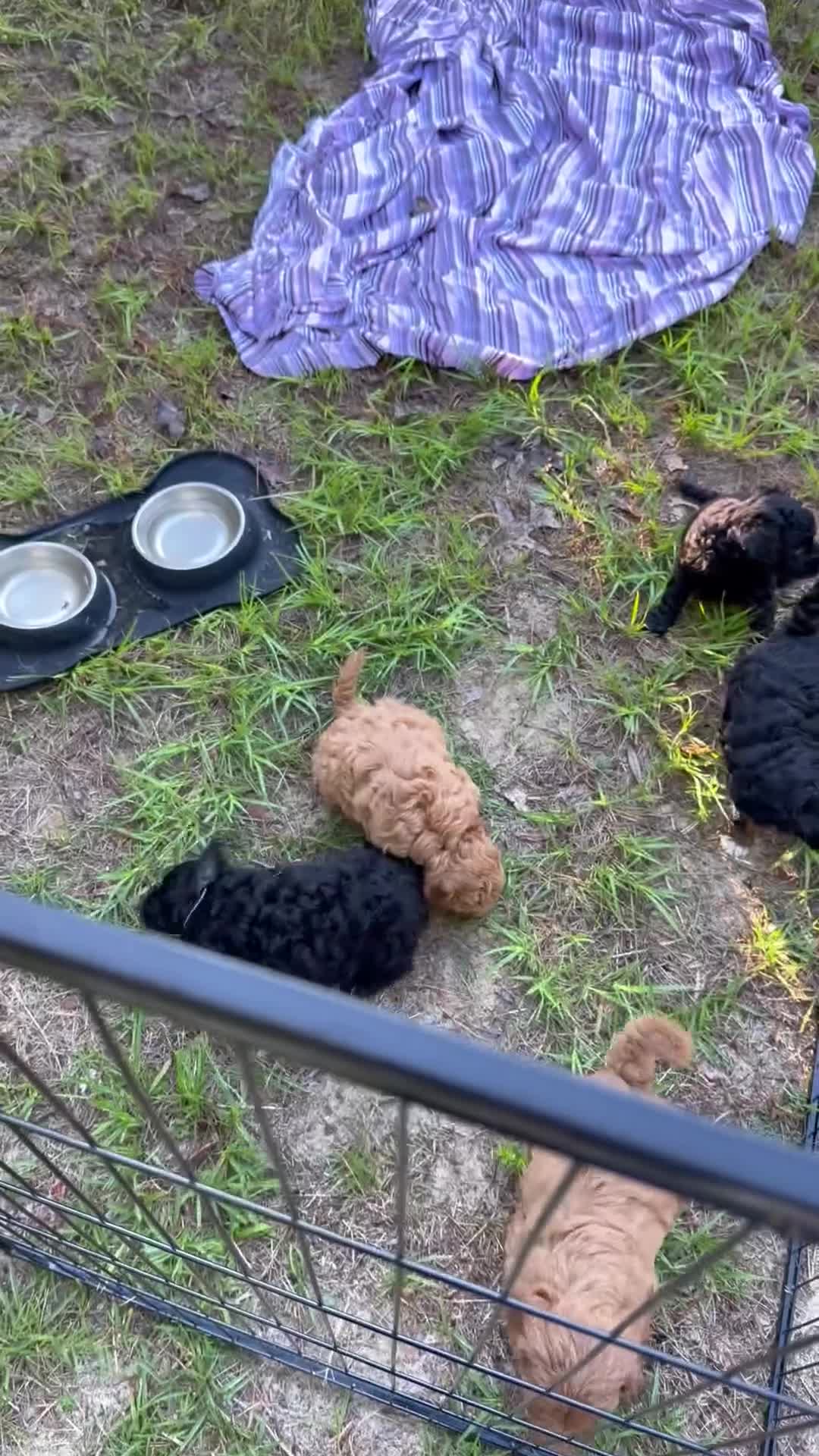 Mini Goldendoodle dogs for sale: Puppy #1….F1BB  - Video 1