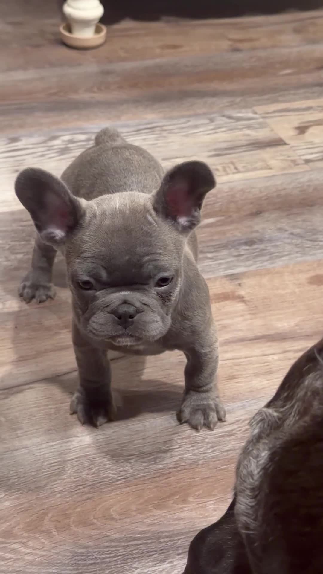 French Bulldog dogs for sale: French Bulldog 1 - Video 1