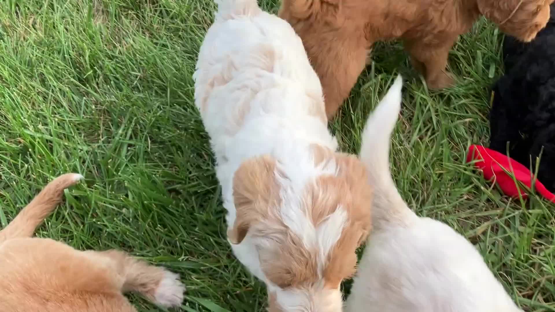 Labradoodle dogs for sale: Finn - Video 1