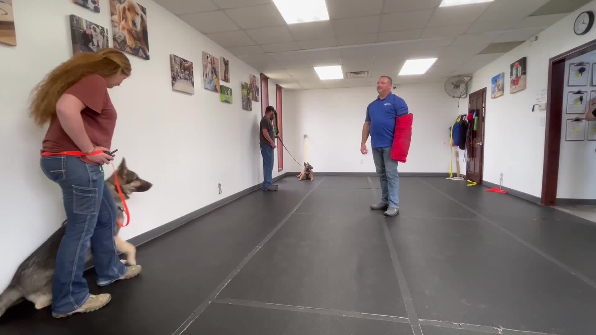 German Shepherd dogs for stud: Redbirds Scout - Video 1